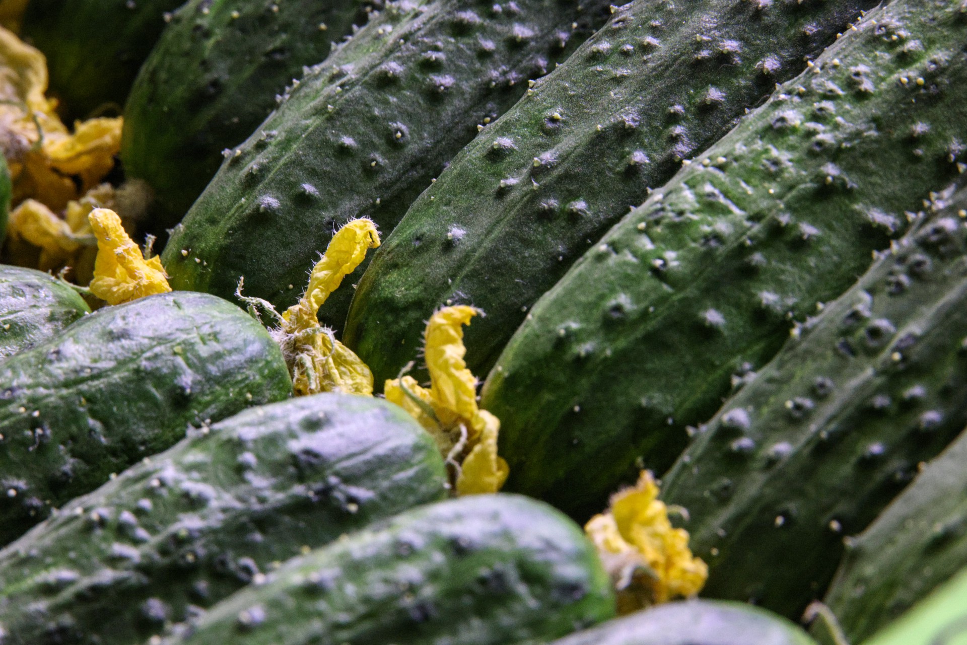 Стало известно, когда огурцы и томаты подешевеют в России