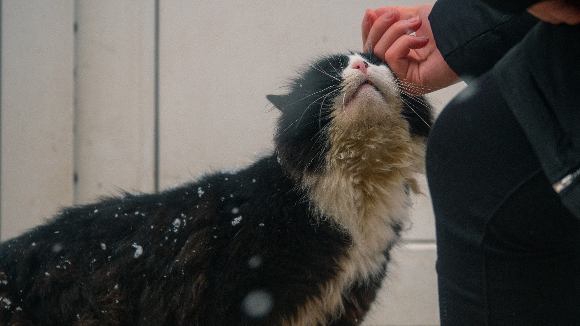 Кота с десятками пулевых ранений спасли ветеринары