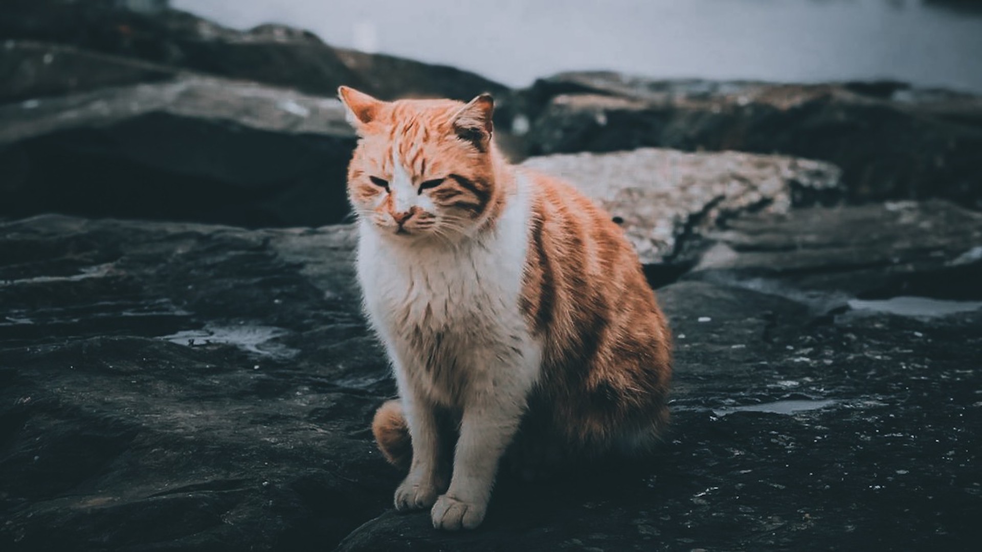 Директора клиники задержали за стрельбу по кошкам