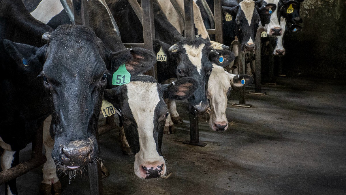 Теория большой лажи: как нас обманывают на «органических» продуктах