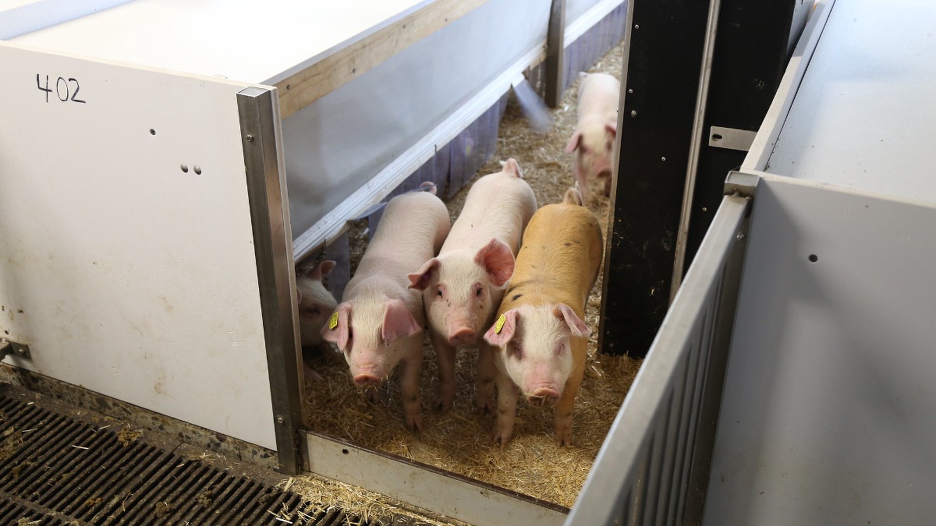 На Украине на берегу реки Прут нашли туши заражённых свиней
