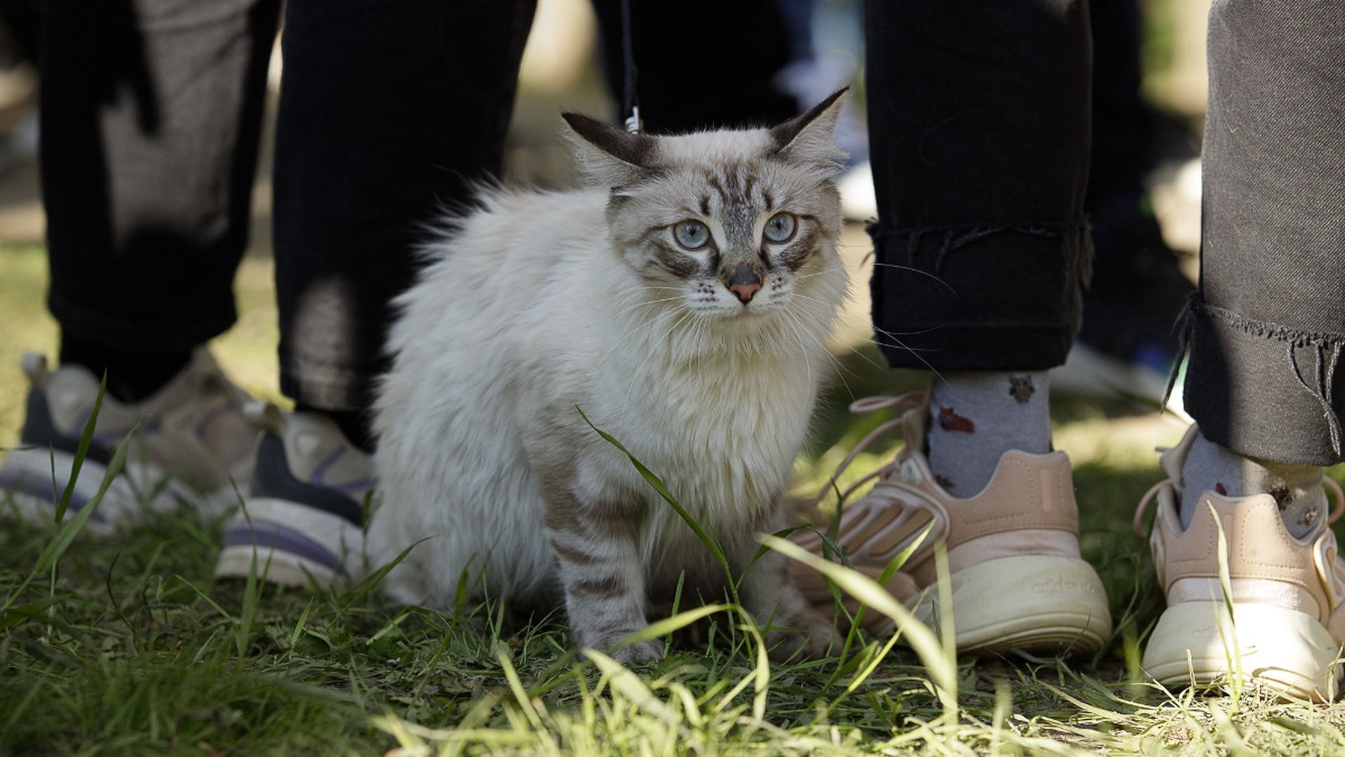 Фелинолог объяснила желание кошек тереться о ноги хозяина