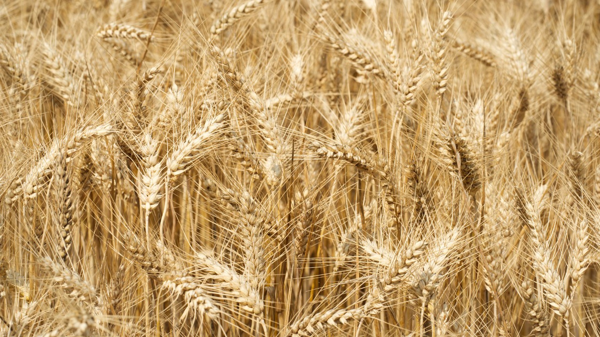 Литва возобновила закупки российского зерна