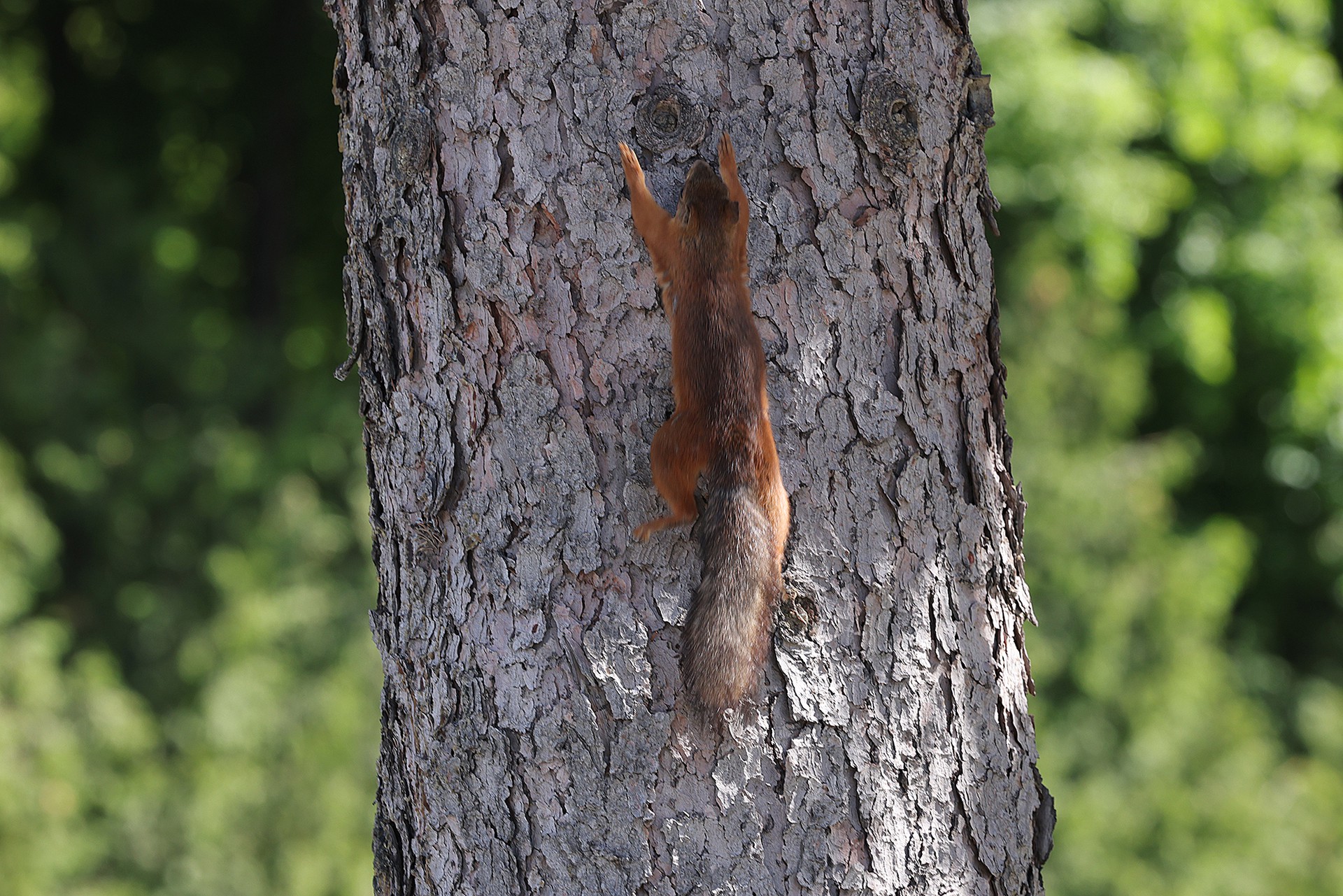 Общественник объяснил, как определить опасное дерево у себя во дворе