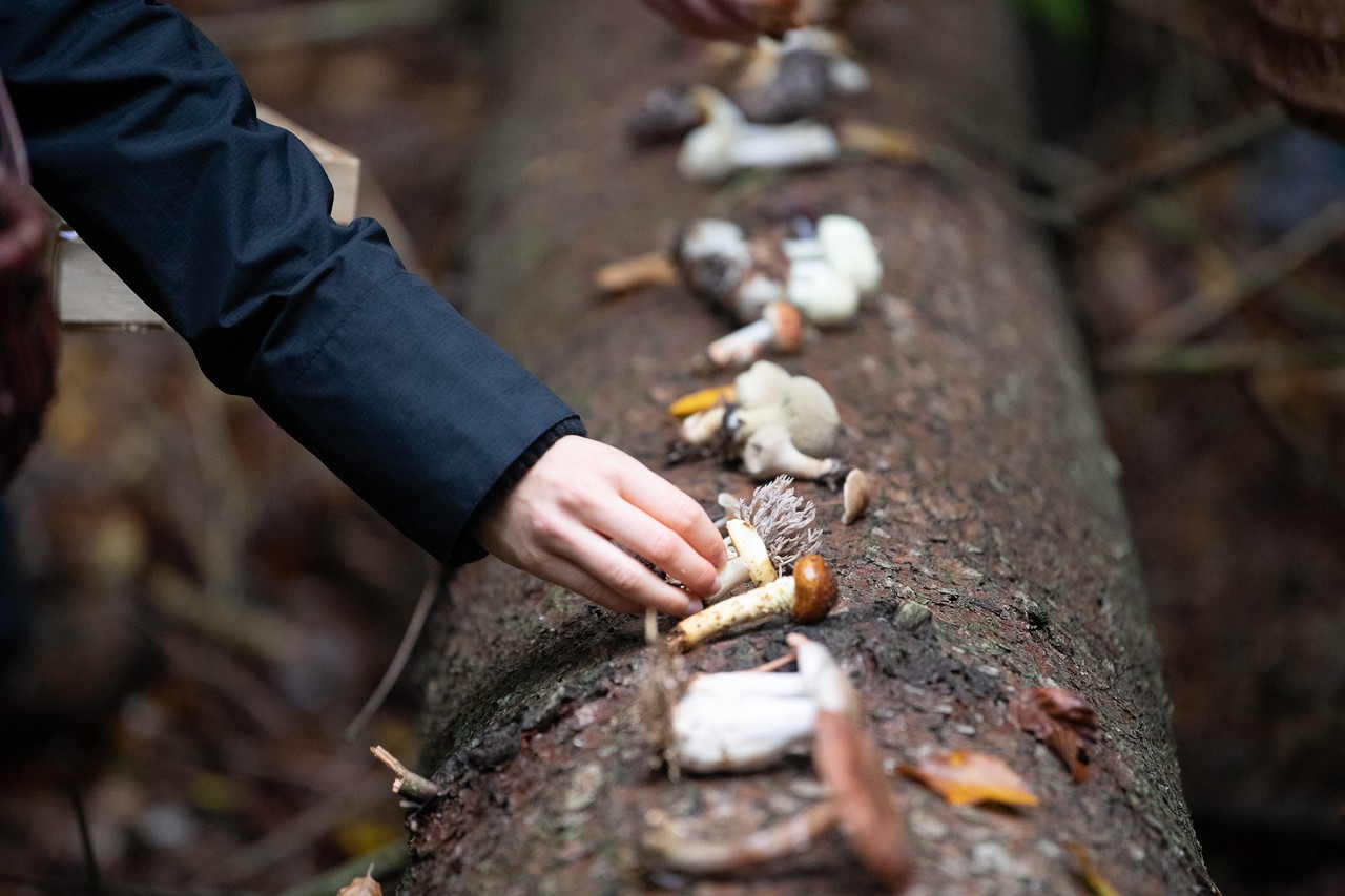 «Никакие народные методы не работают»: эксперты о том, как отличить ядовитый гриб от съедобного