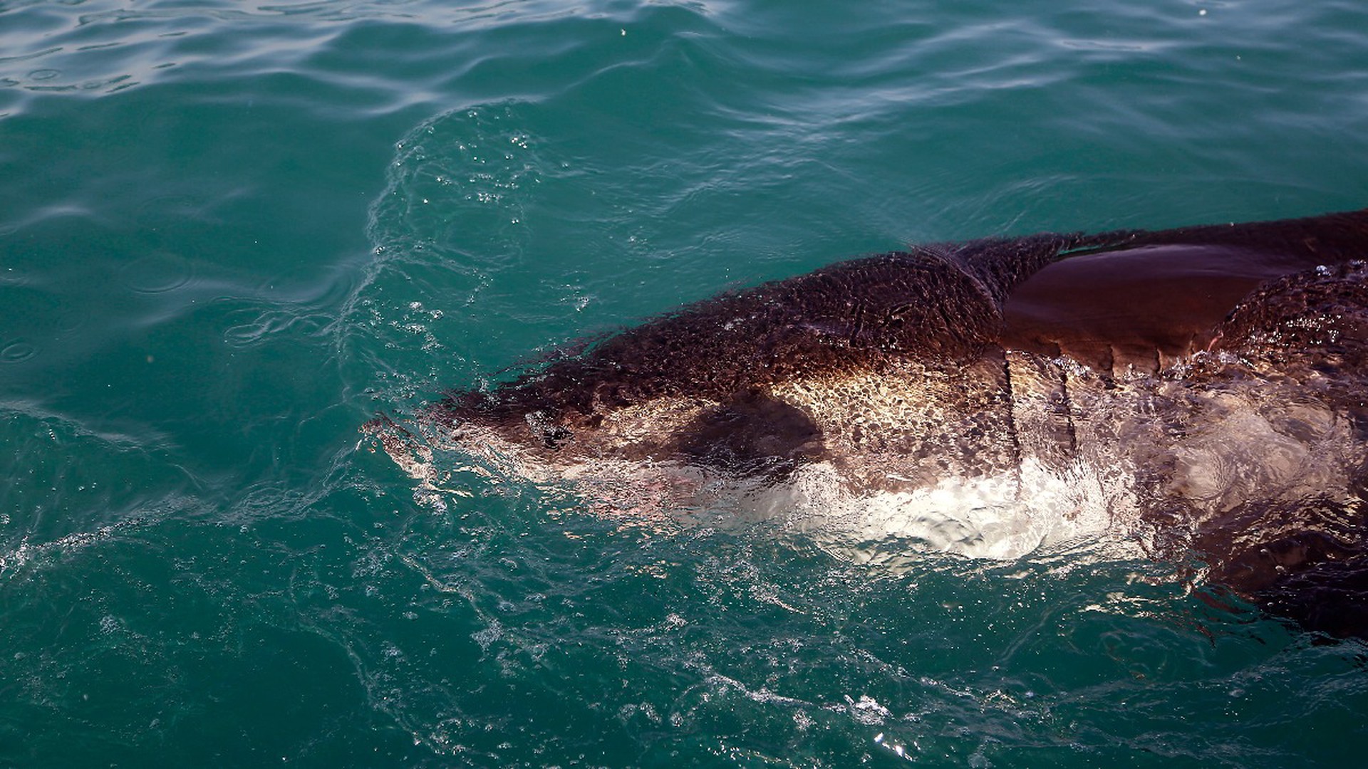Нападения рыба. Нападение акул в Египте 2023. Акула напала на человека в Египте.