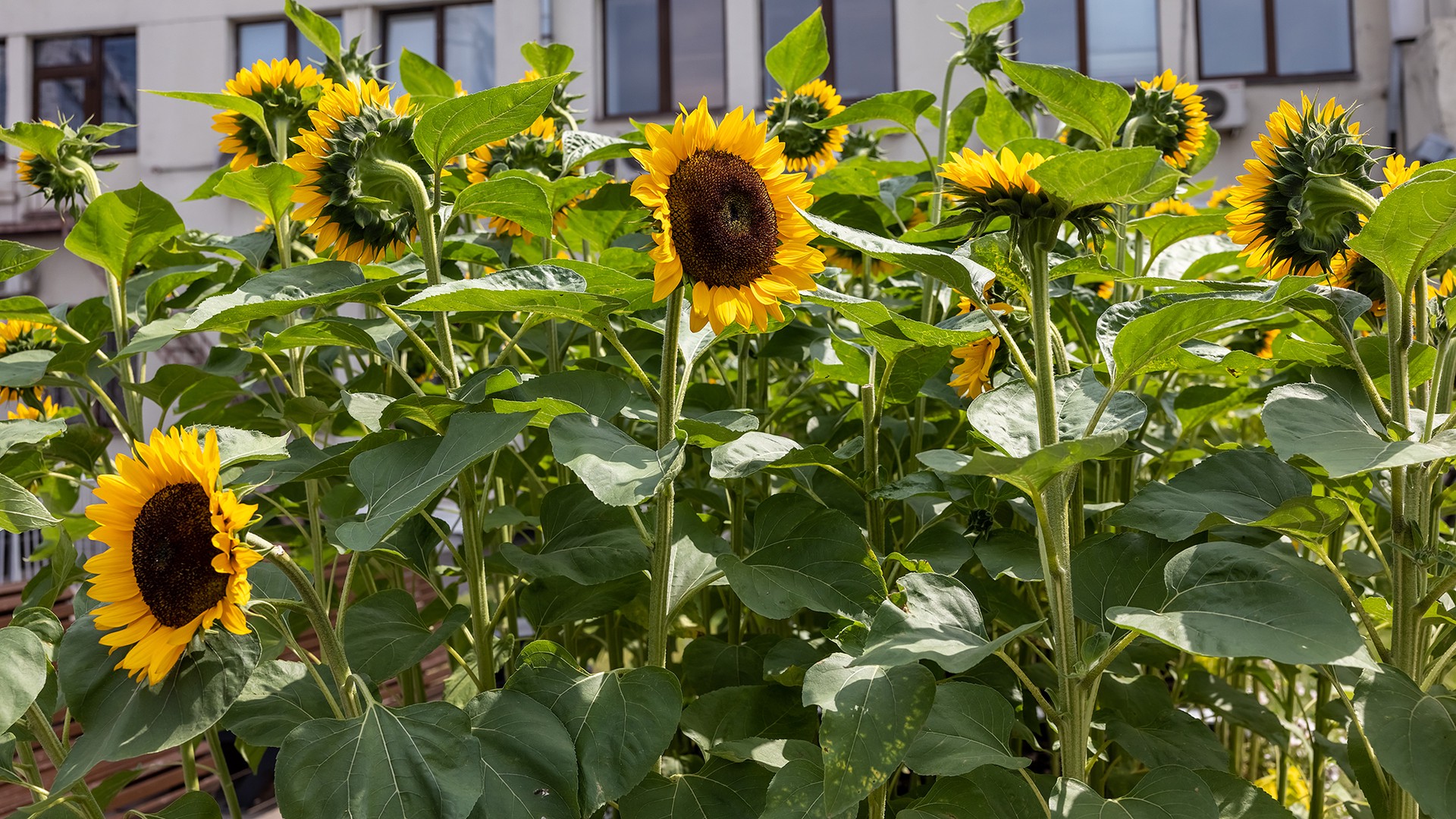 Ученые создали белковый аналог мяса из подсолнечника