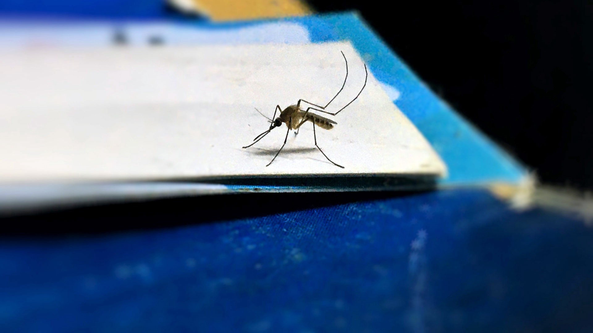 Энтомолог описал идеальную жертву для комаров