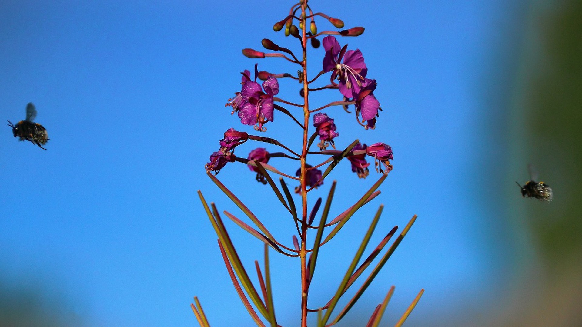 Врач рассказала о пользе иван-чая, производство которого обещал нарастить Путин