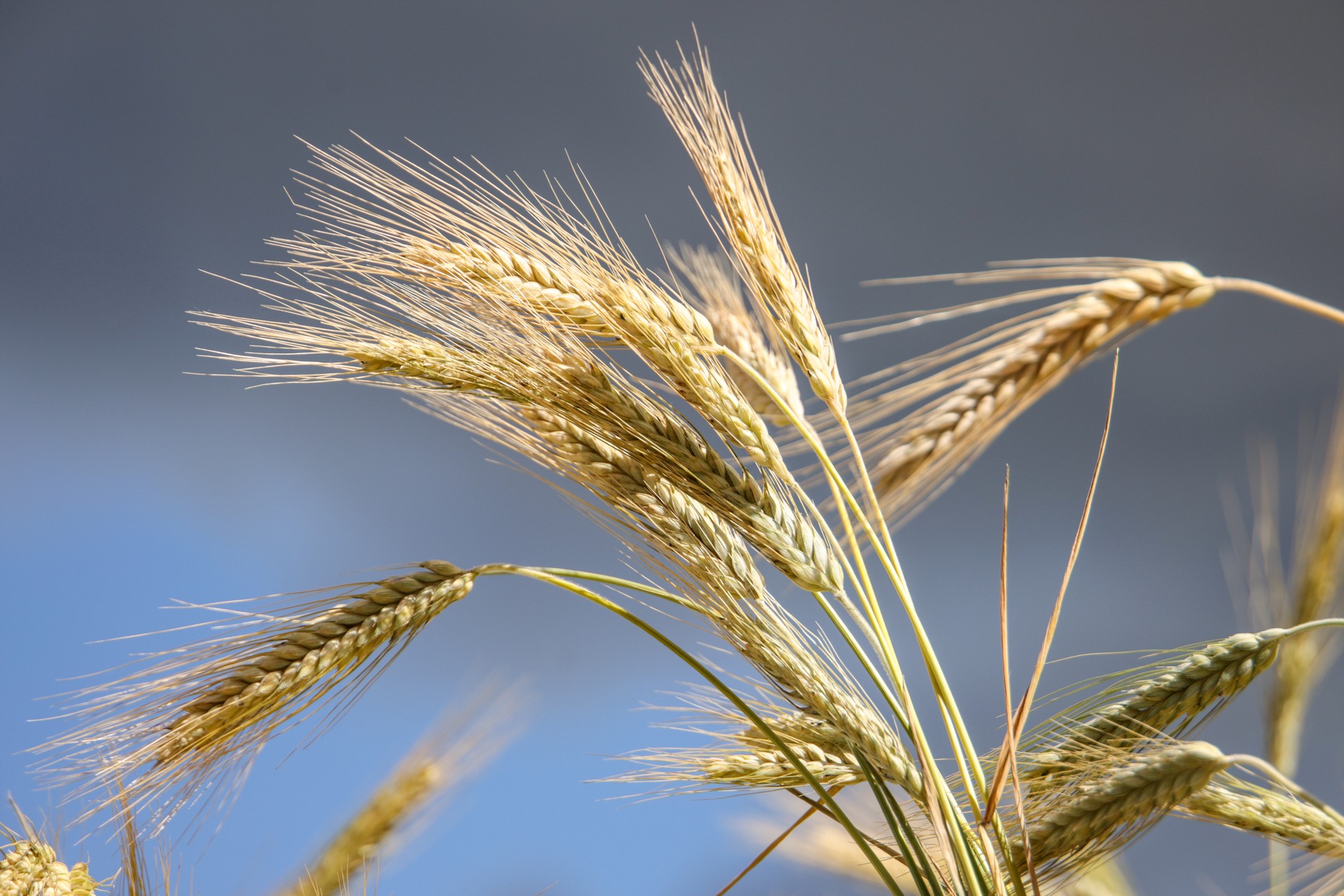 Эксперт рассказал, надо ли Западу ждать резкого подорожания пшеницы
