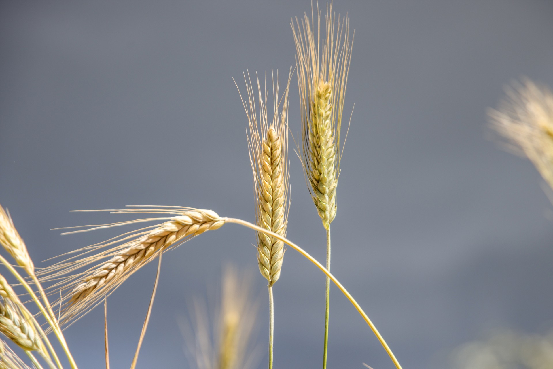 Болгария, Венгрия, Польша, Румыния, Словакия продлят запрет на ввоз зерна с Украины