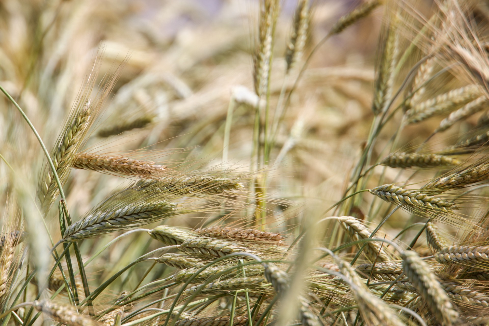 Вести.ua: Польша и Украина ведут аграрную войну из-за зерновой сделки
