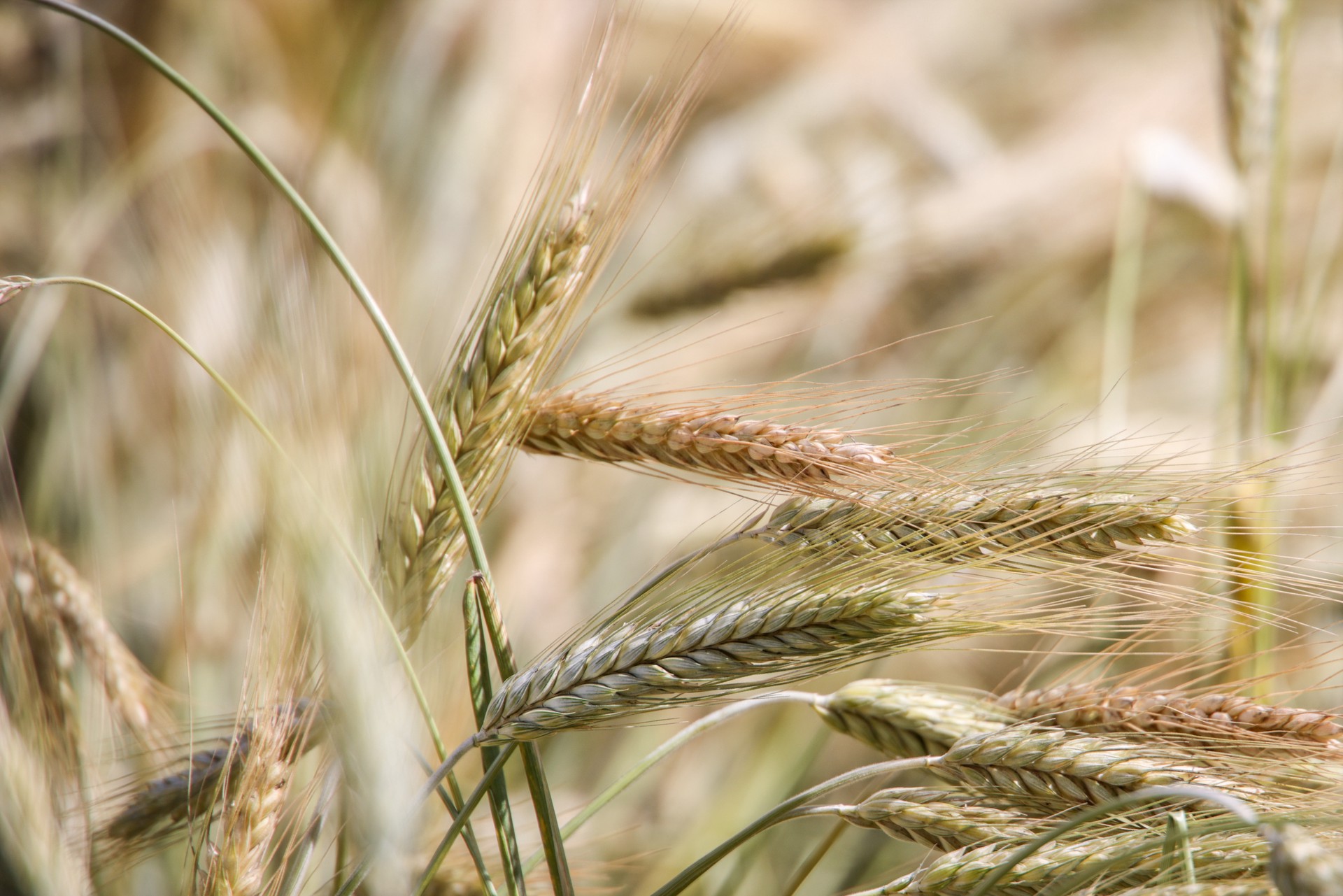 ТАСС: зерновая может быть продлена с учётом желаний России