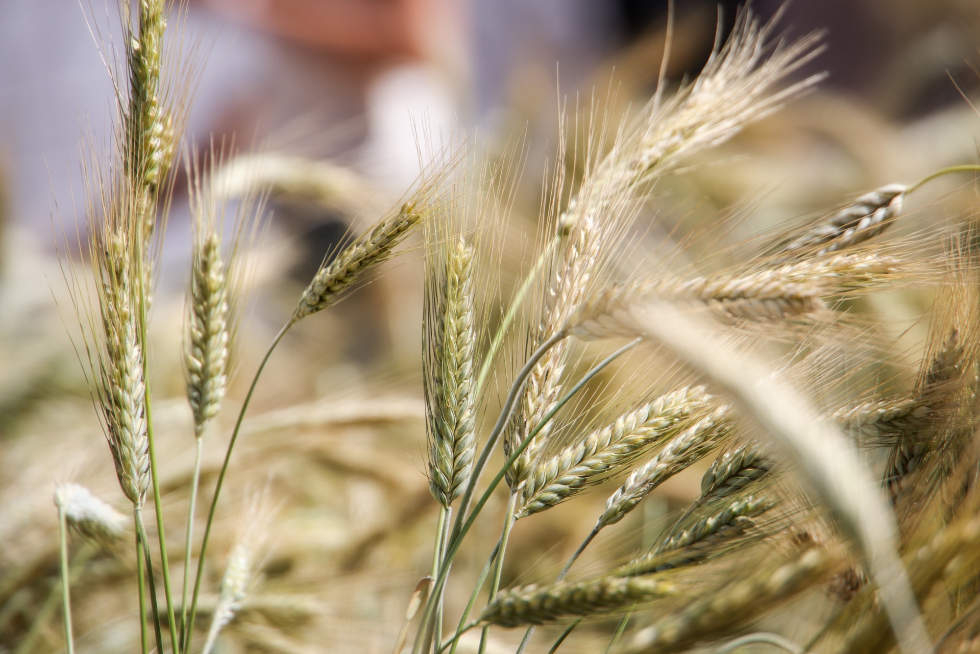 Почему зерно украины. Пшеница 150 млн тонн. Зерно Украина.