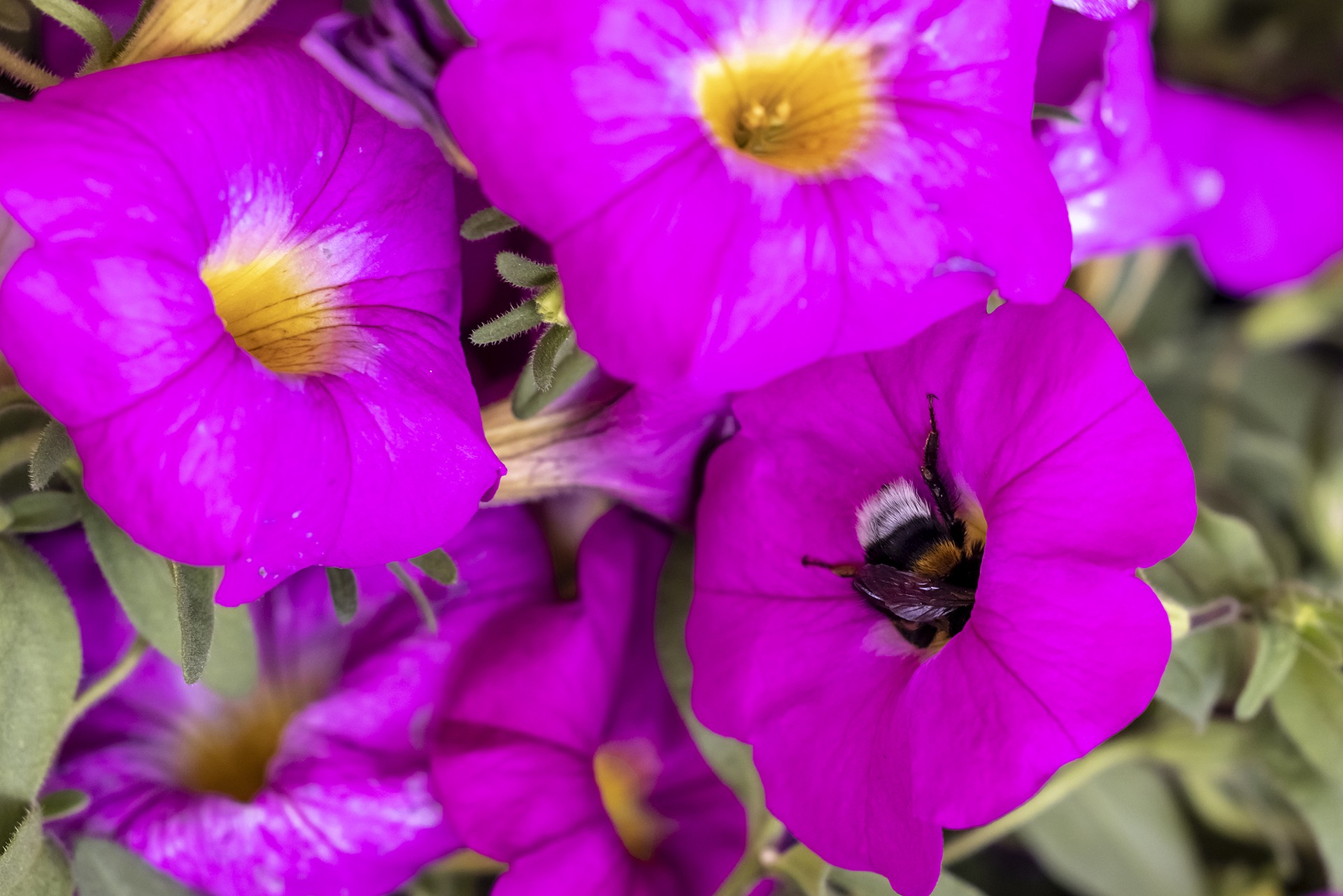 Агроном назвал цветы, которые нужно сажать в марте