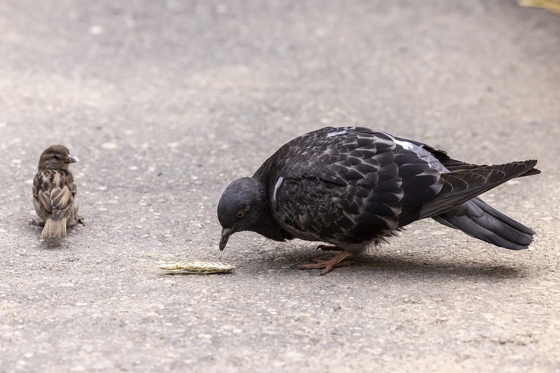 Эколог из Азербайджана выпустила из рук мертвого голубя «мира»