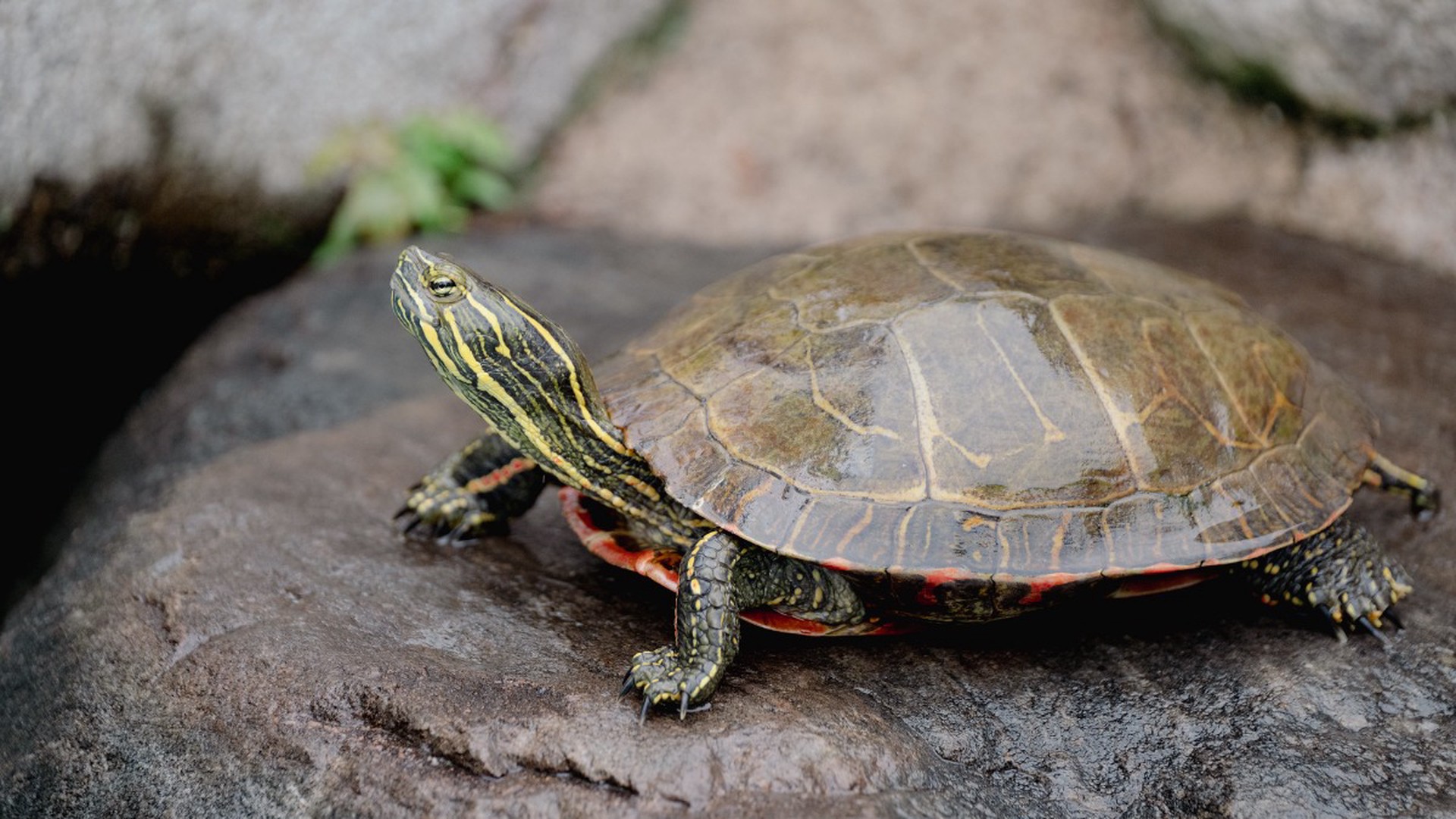 Дальневосточные экологи спасли от паводков краснокнижных черепах