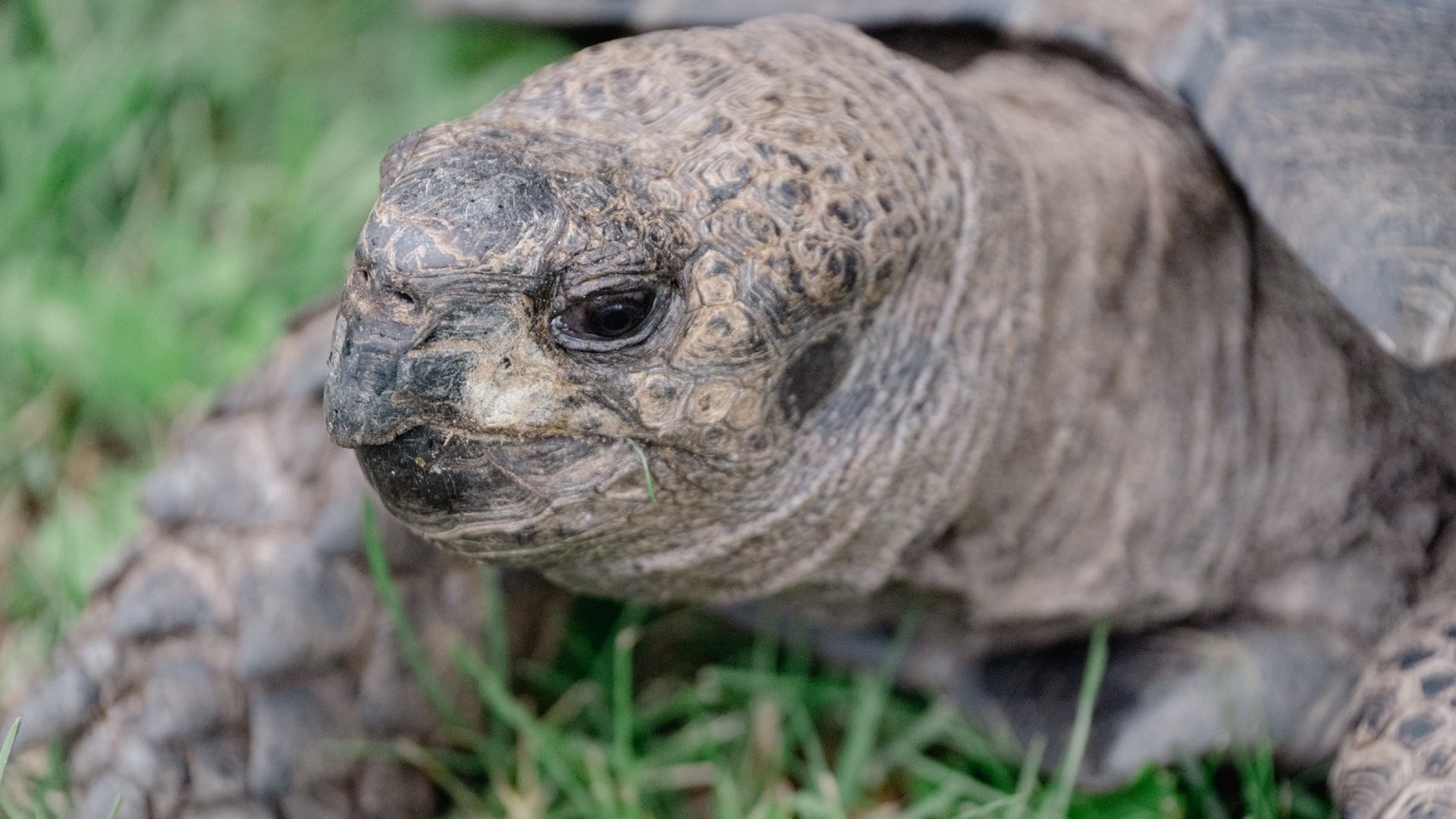 Двух редких черепах украли из зоопарка Индианаполиса