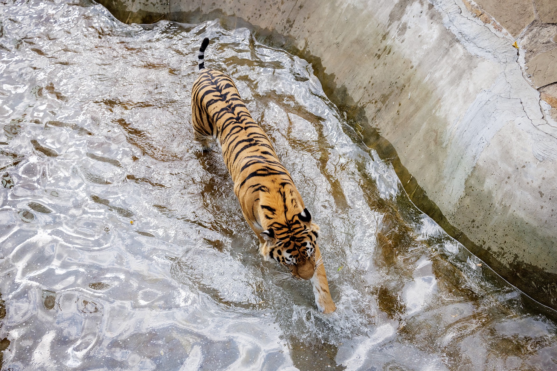 Россия передаст Казахстану тигров для восстановления популяции