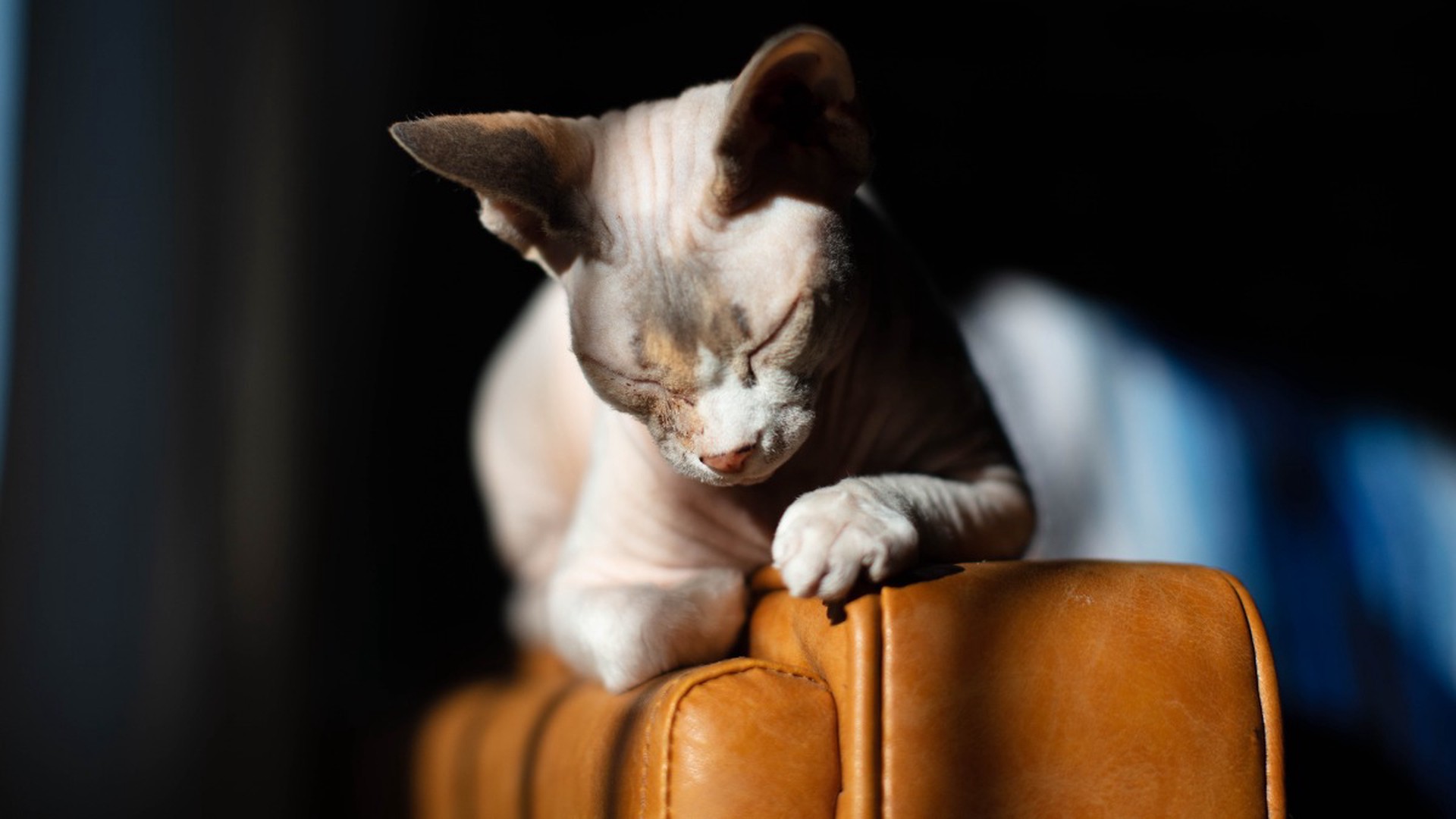 Россиян предостерегли от использования феромонов при знакомстве питомцев