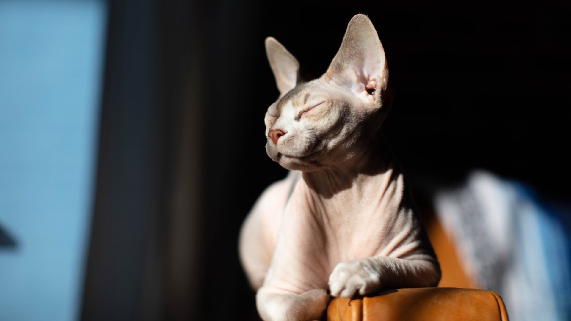 «Гипоаллергенная кошка – это миф»: эксперты о маркетинговых обещаниях и реальном спасении для аллергиков