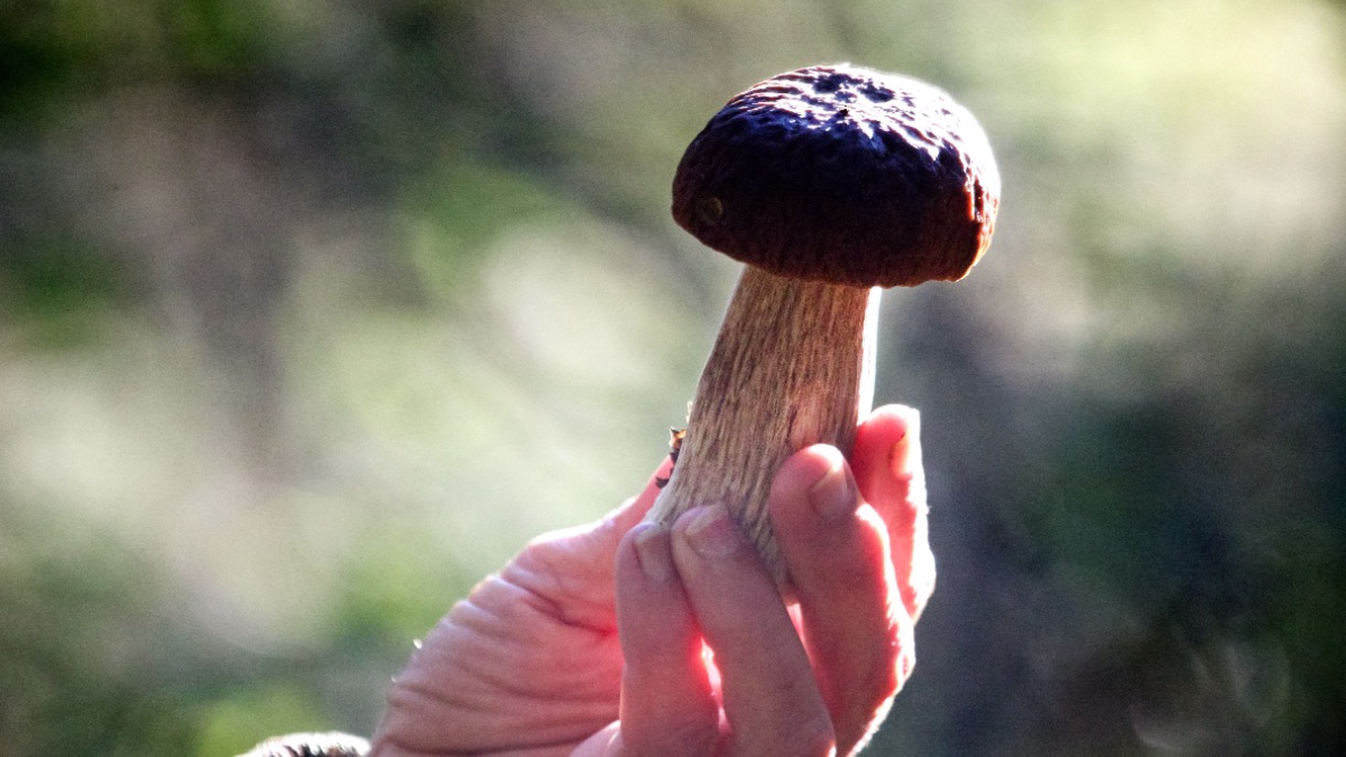Миколог развеял миф об опасности употребления грибов, выросших на жаре
