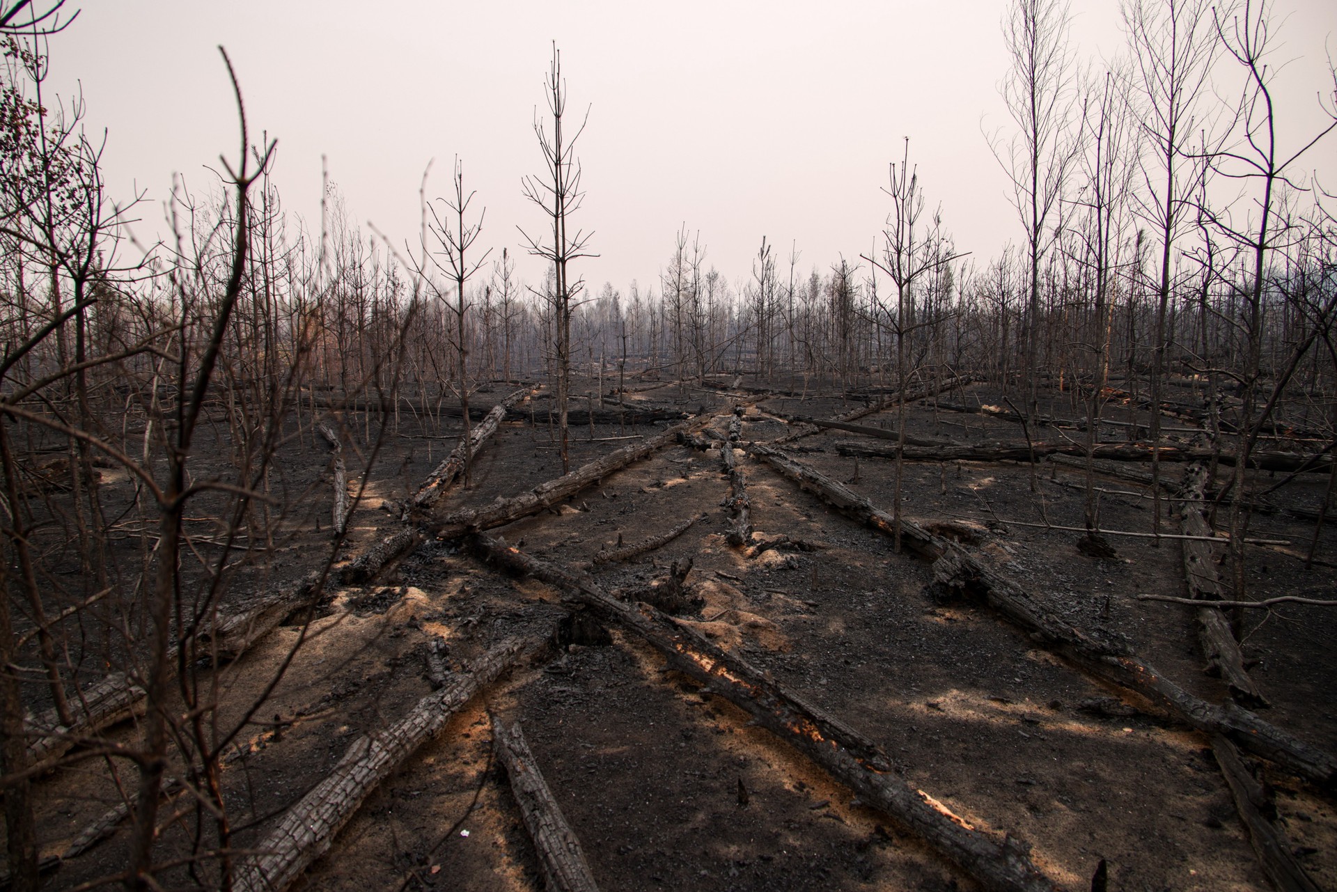 В Алтайском крае тушат природный пожар площадью в 1200 гектаров