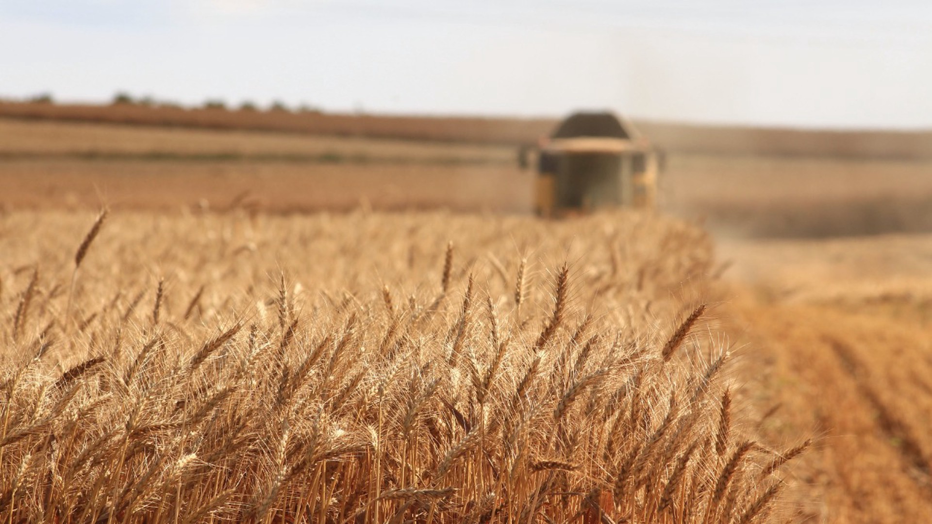Польша пригрозила нарушить правила Евросоюза и запретить импорт украинского зерна 