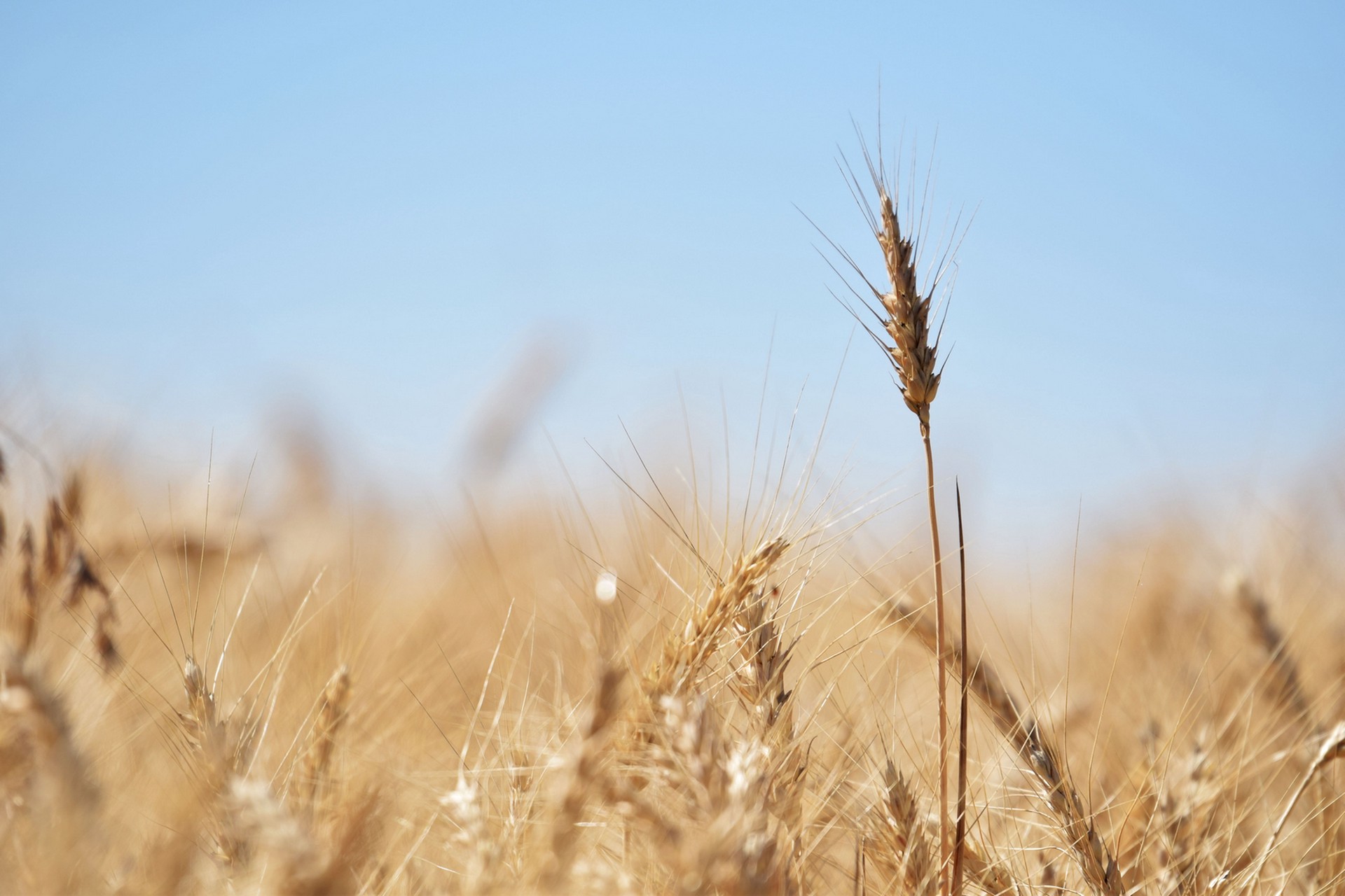 Американская компания Cargil сообщила о прекращении экспорта зерна из России