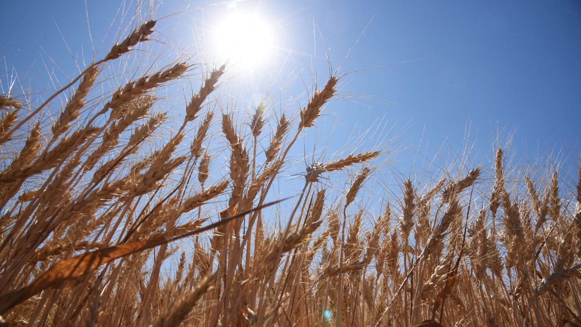 ООН: Беднейшие страны получили лишь 40% пшеницы и 10% кукурузы по зерновой сделке