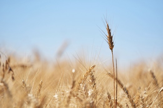 В МИД России сообщили о готовности заместить украинское зерно