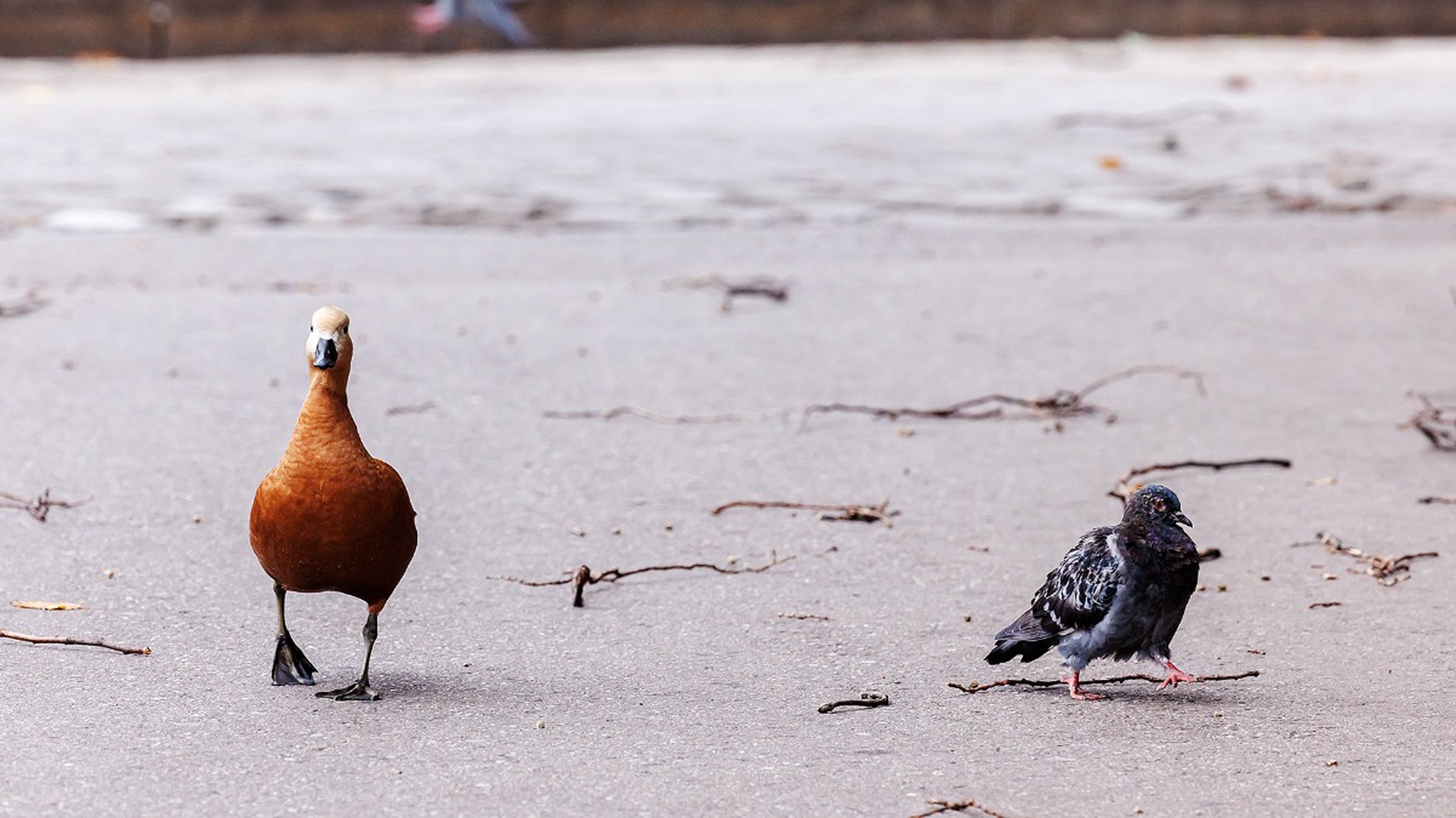Россиянам рассказали, какое поведение домашних птиц должно насторожить