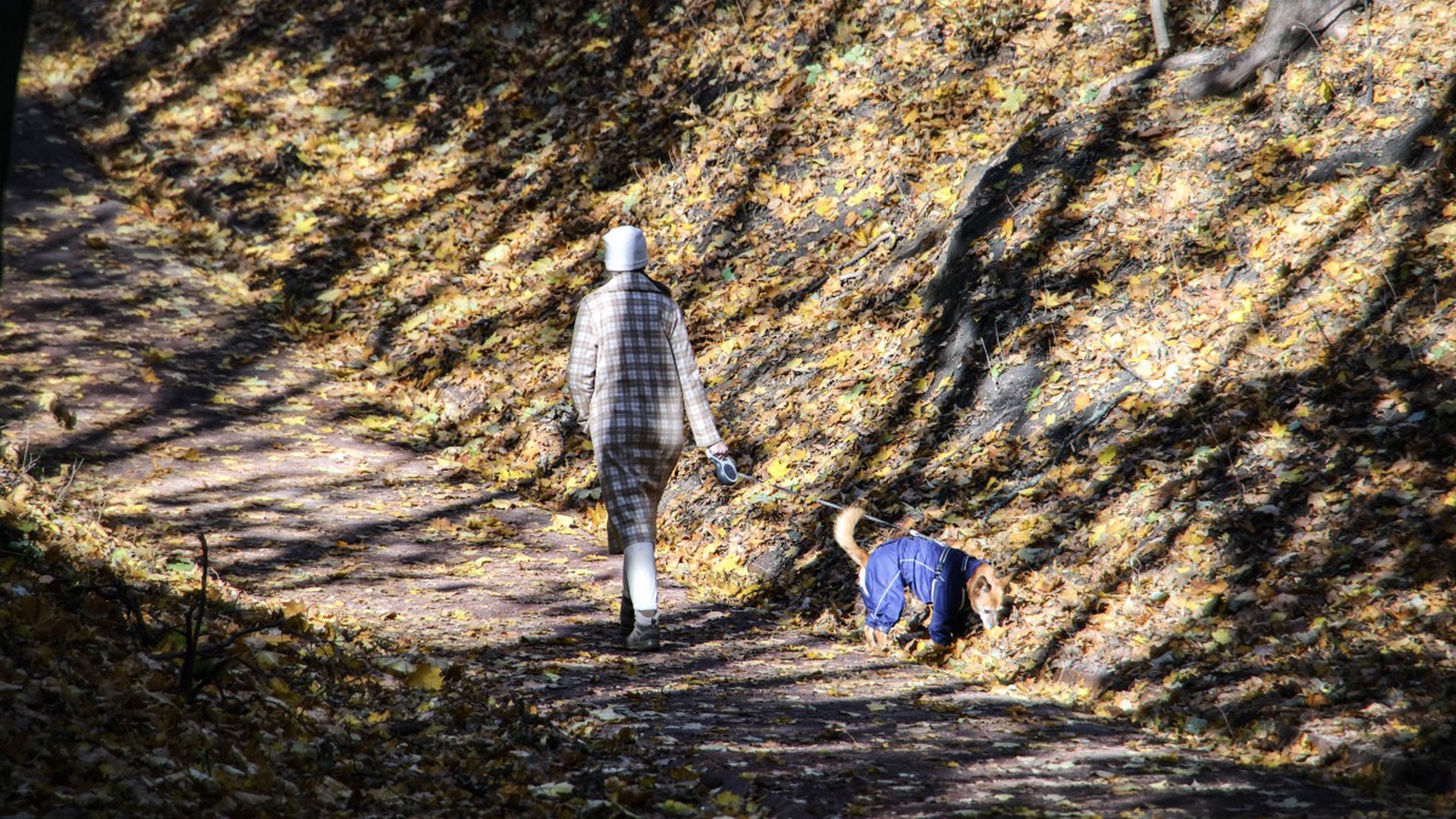 Собачников средней полосы России призвали быть бдительными из-за риска заражения бешенством