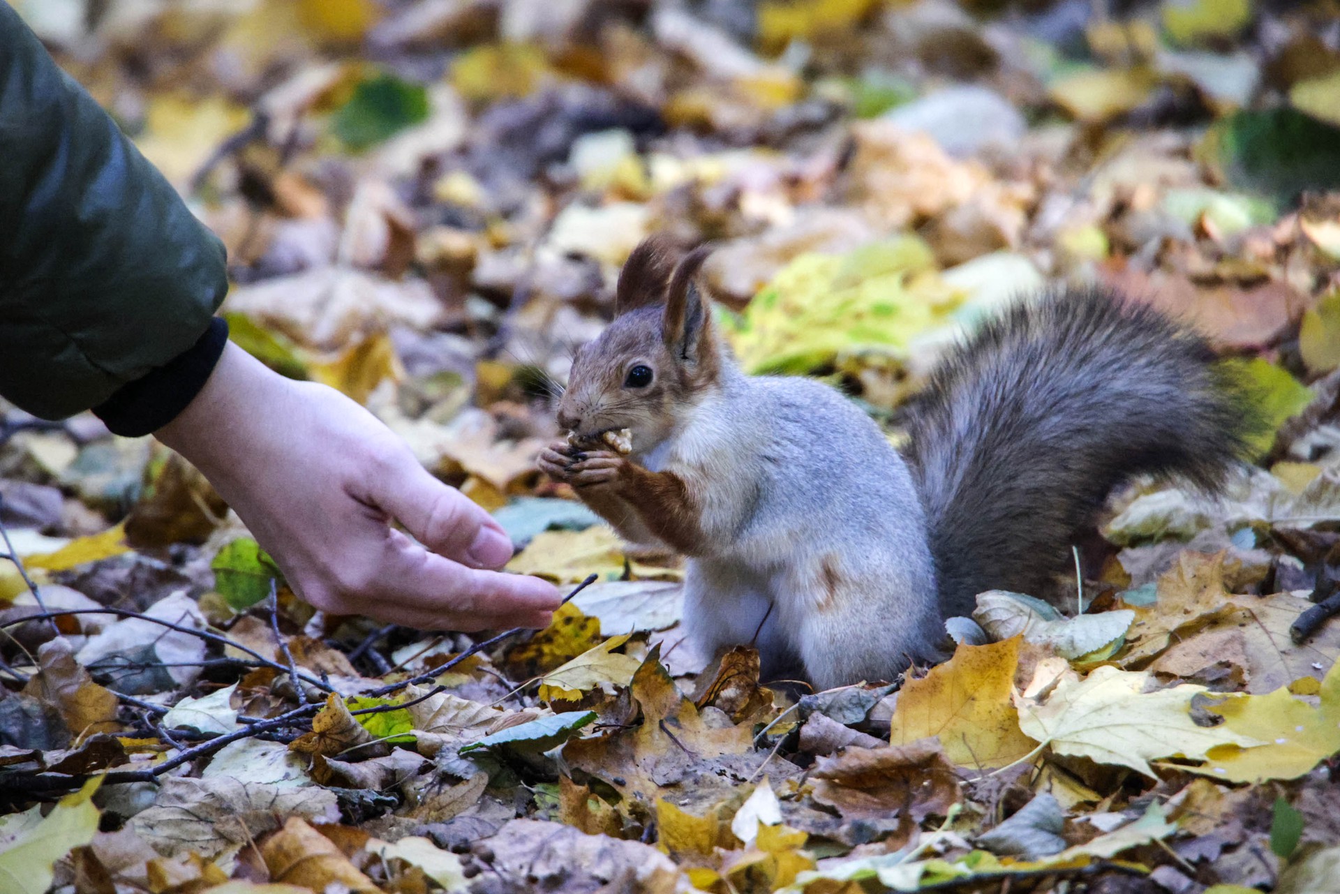 Россиян предостерегли от подкармливания белок