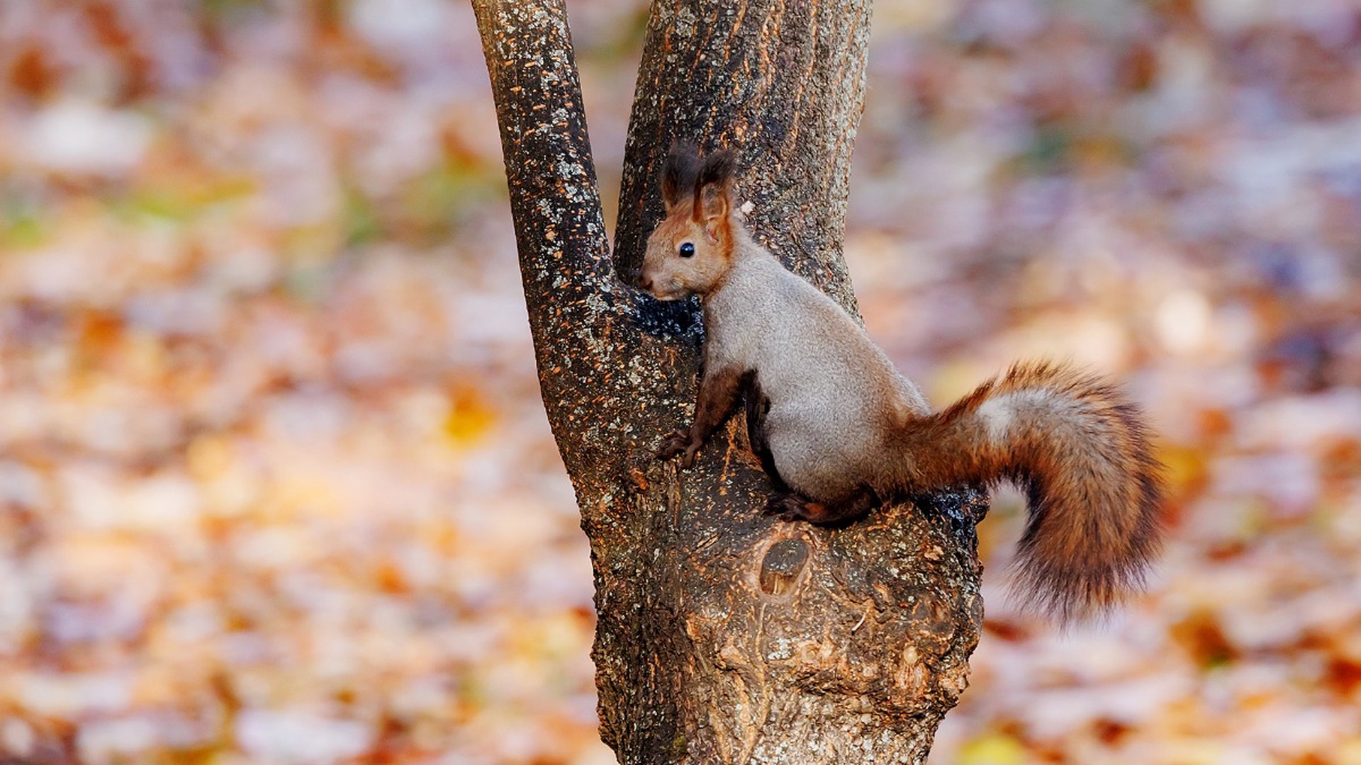 Раскрыты пагубные последствия теплого декабря для диких животных