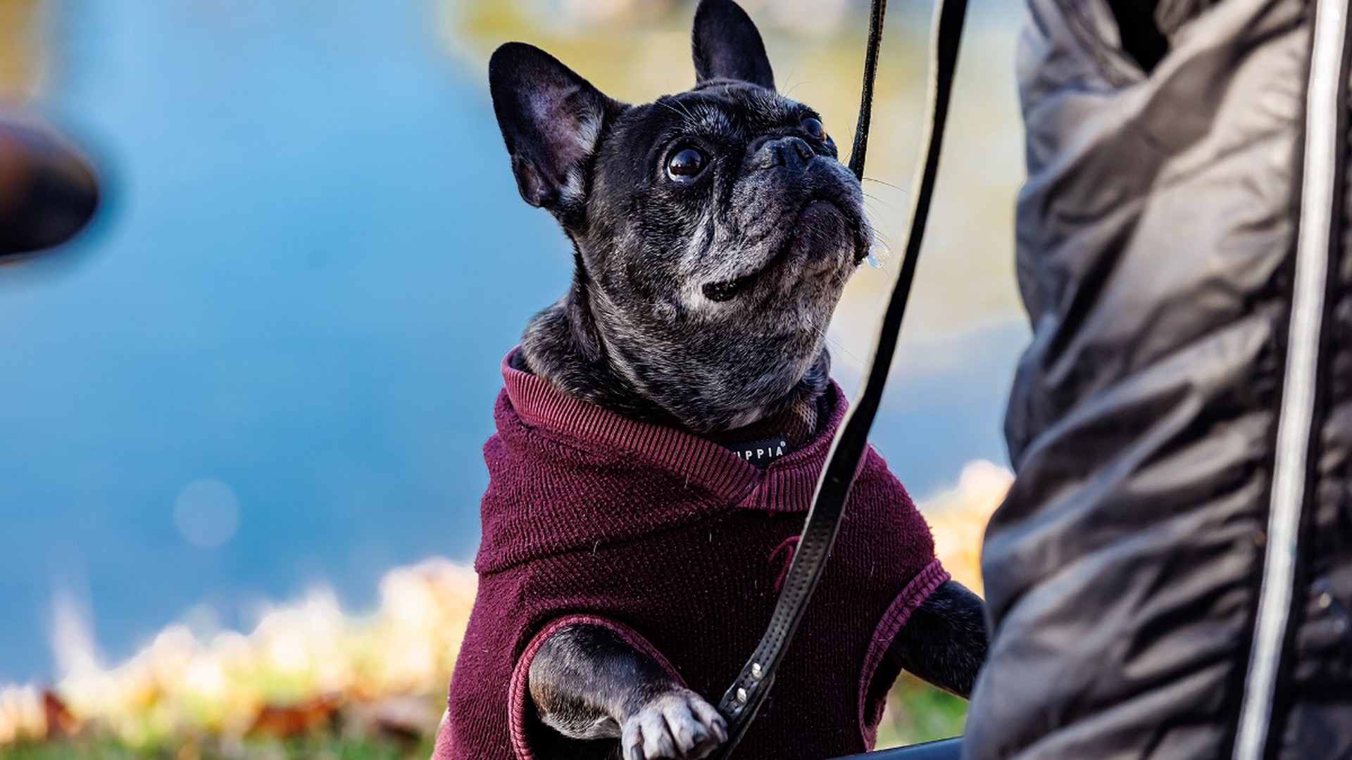Перечислены породы собак, которые страдают от пробежек с хозяином
