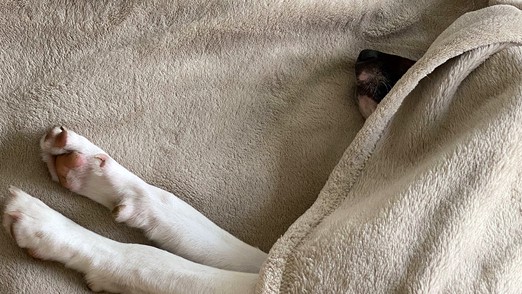 Собака осталась без ушей после анализов в новосибирской ветклинике