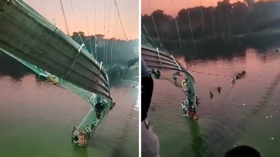 Породы кошек пострадали от загадочного явления