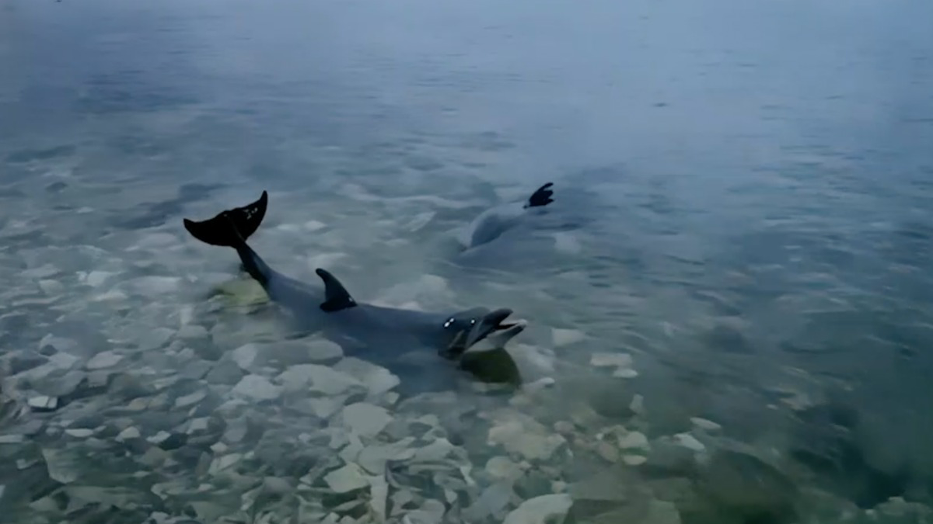 Севастопольская полиция возбудила дело по факту инцидента с выброшенными в море дельфинами