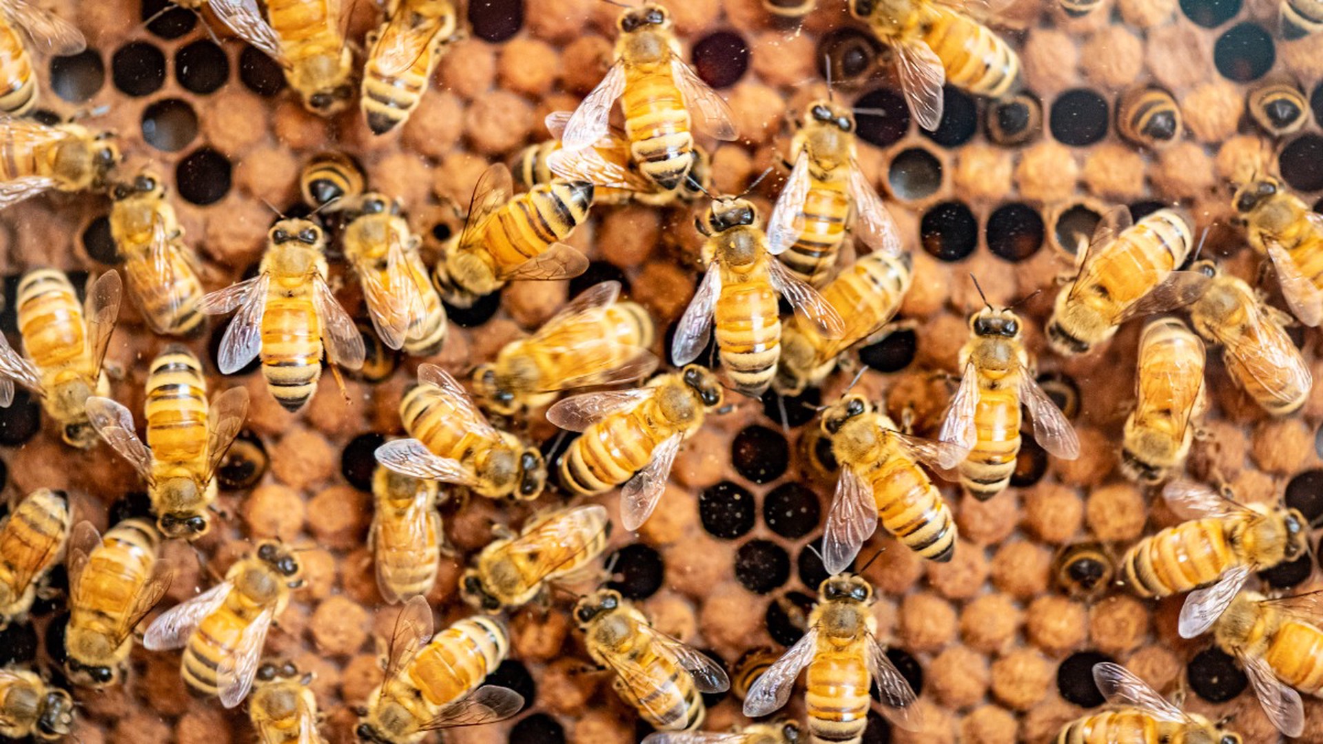 В Подмосковье рой пчёл поселился на припаркованном во дворе дома автомобиле