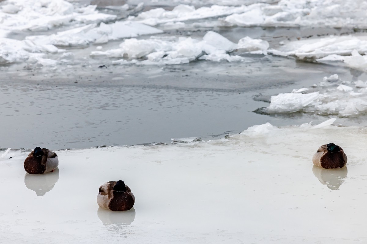 В Запорожье водолаз погиб после приказа нырнуть за рыбой для начальства
