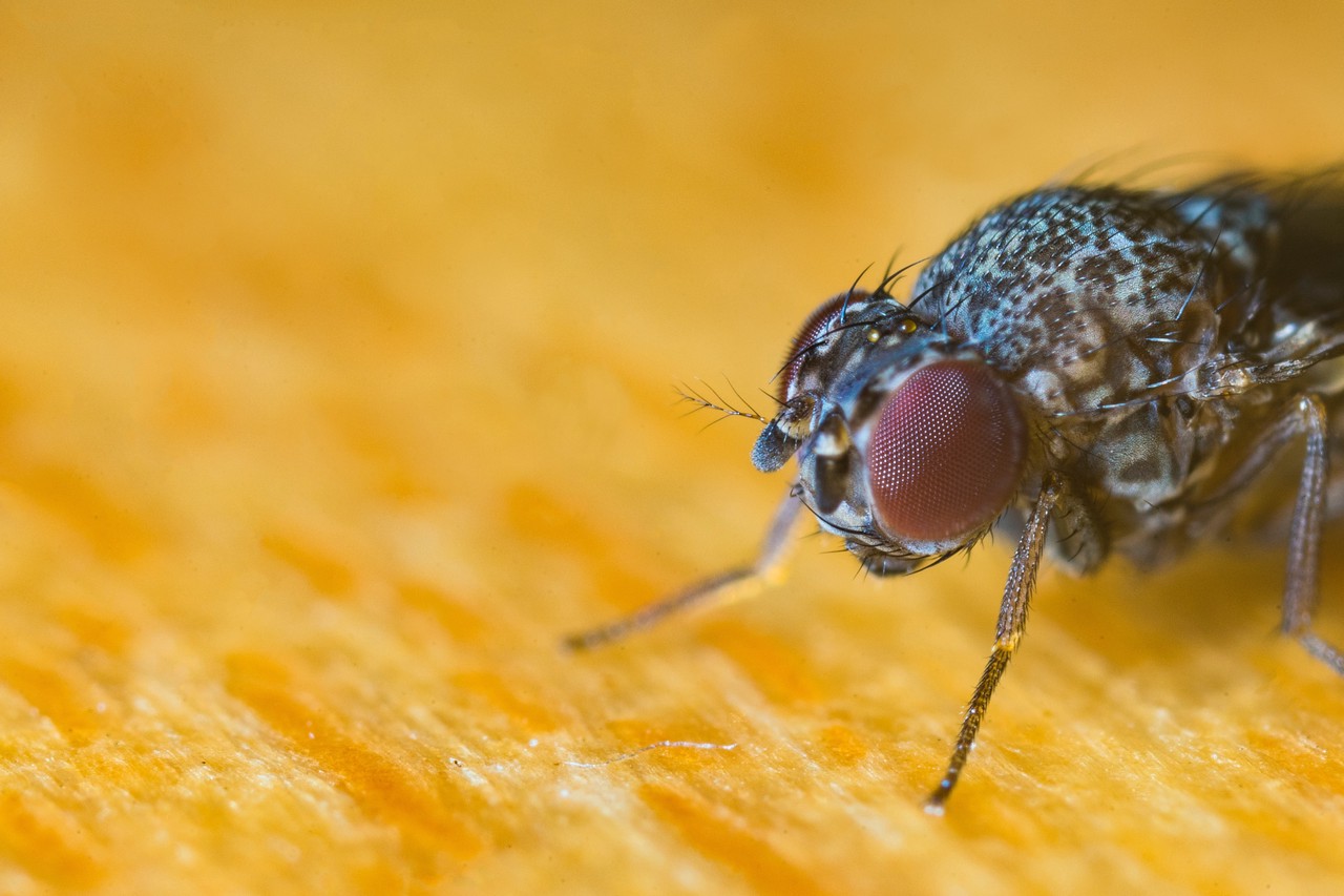 Хруст червивой булки: станет ли еда из насекомых нашим будущим