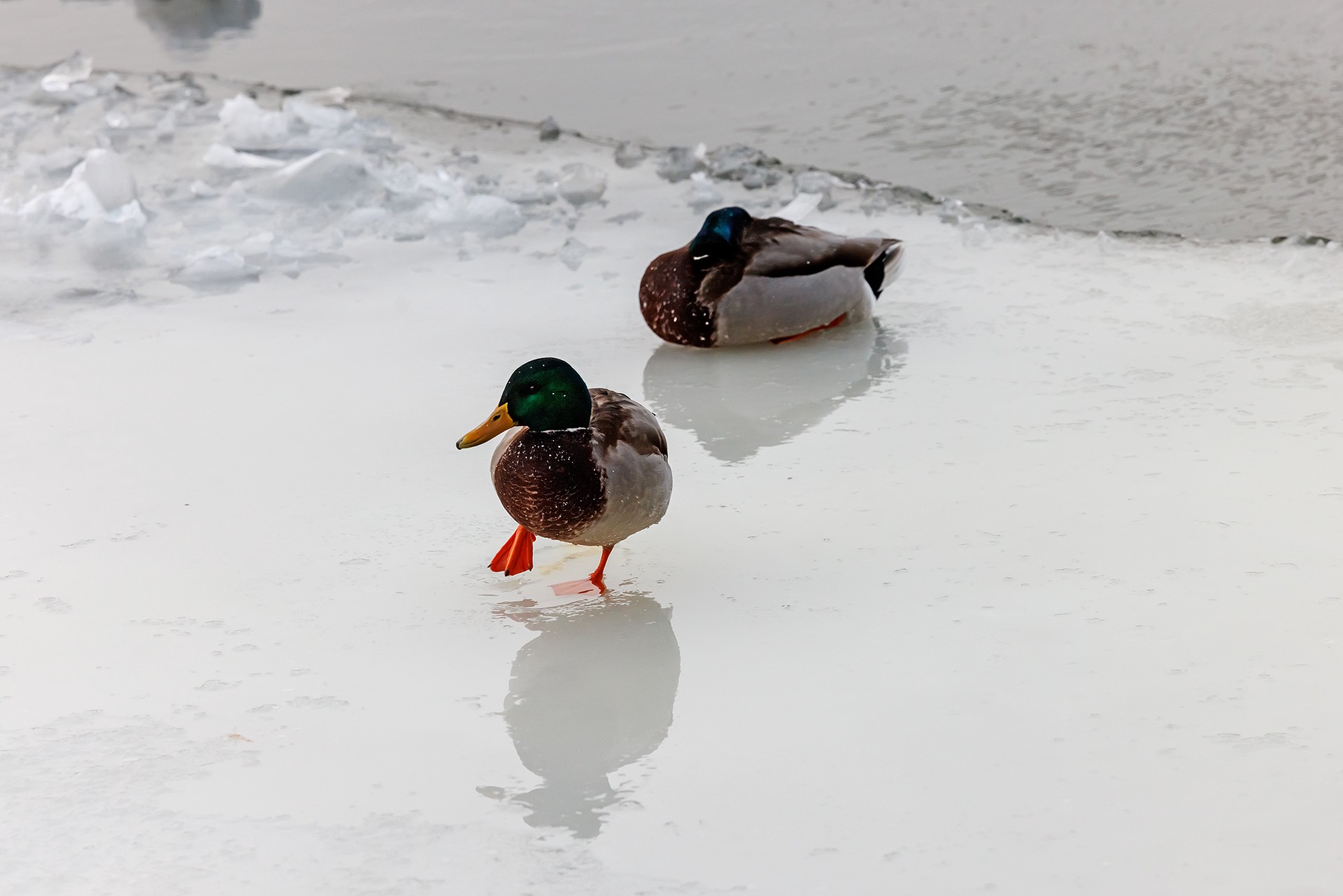 Ветеринары спасли раненного арбалетной стрелой селезня