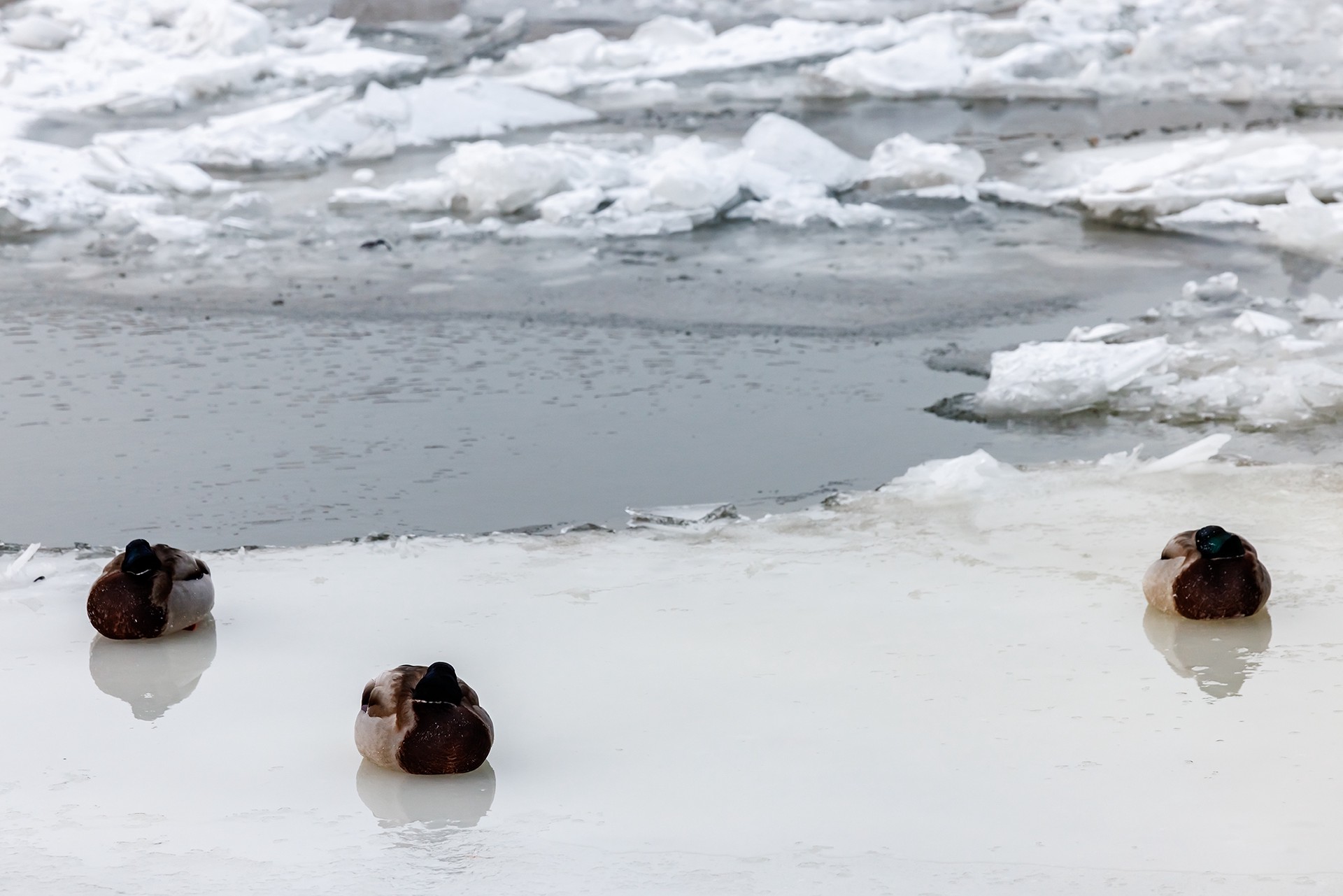 В Запорожье водолаз погиб после приказа нырнуть за рыбой для начальства