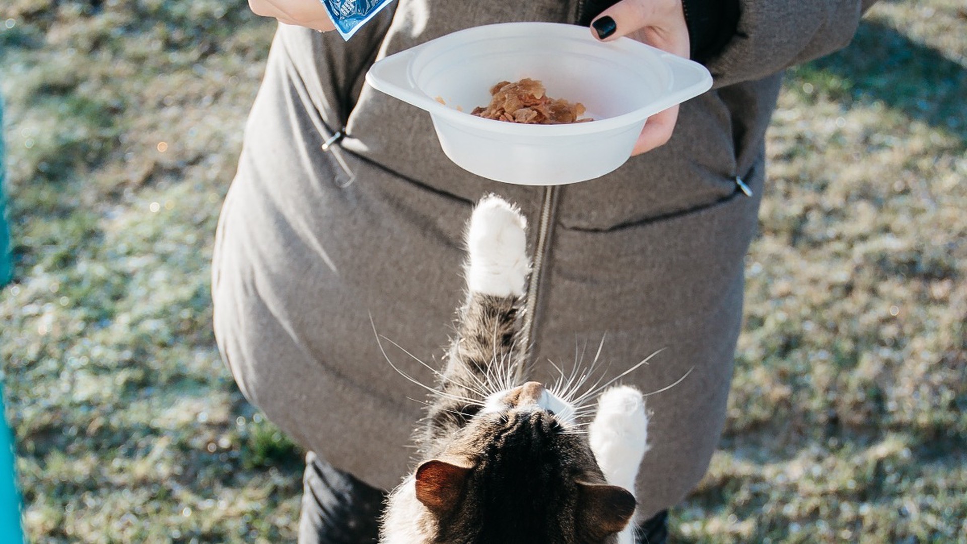 Котиков не спросили: зачем производители сокращают вес пакетиков с влажным кормом