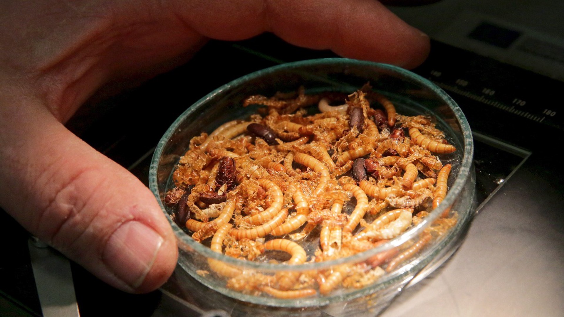 Хруст червивой булки: станет ли еда из насекомых нашим будущим