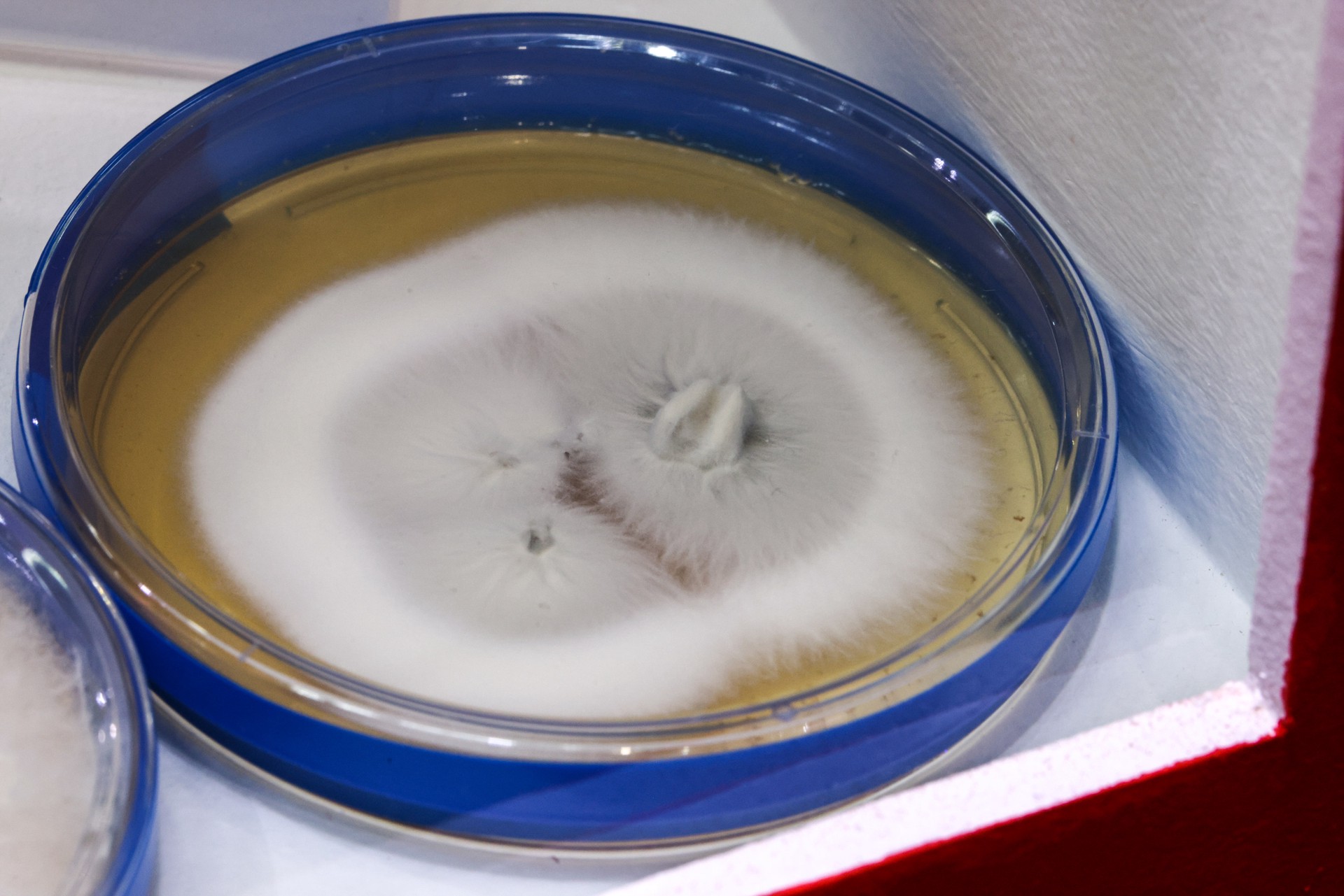 Опасный супергрибок распространяется по Европе 