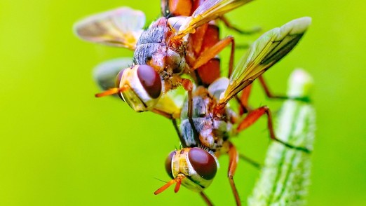 Глава Минцифры Татарстана предложил подумать о массовом употреблении насекомых в пищу