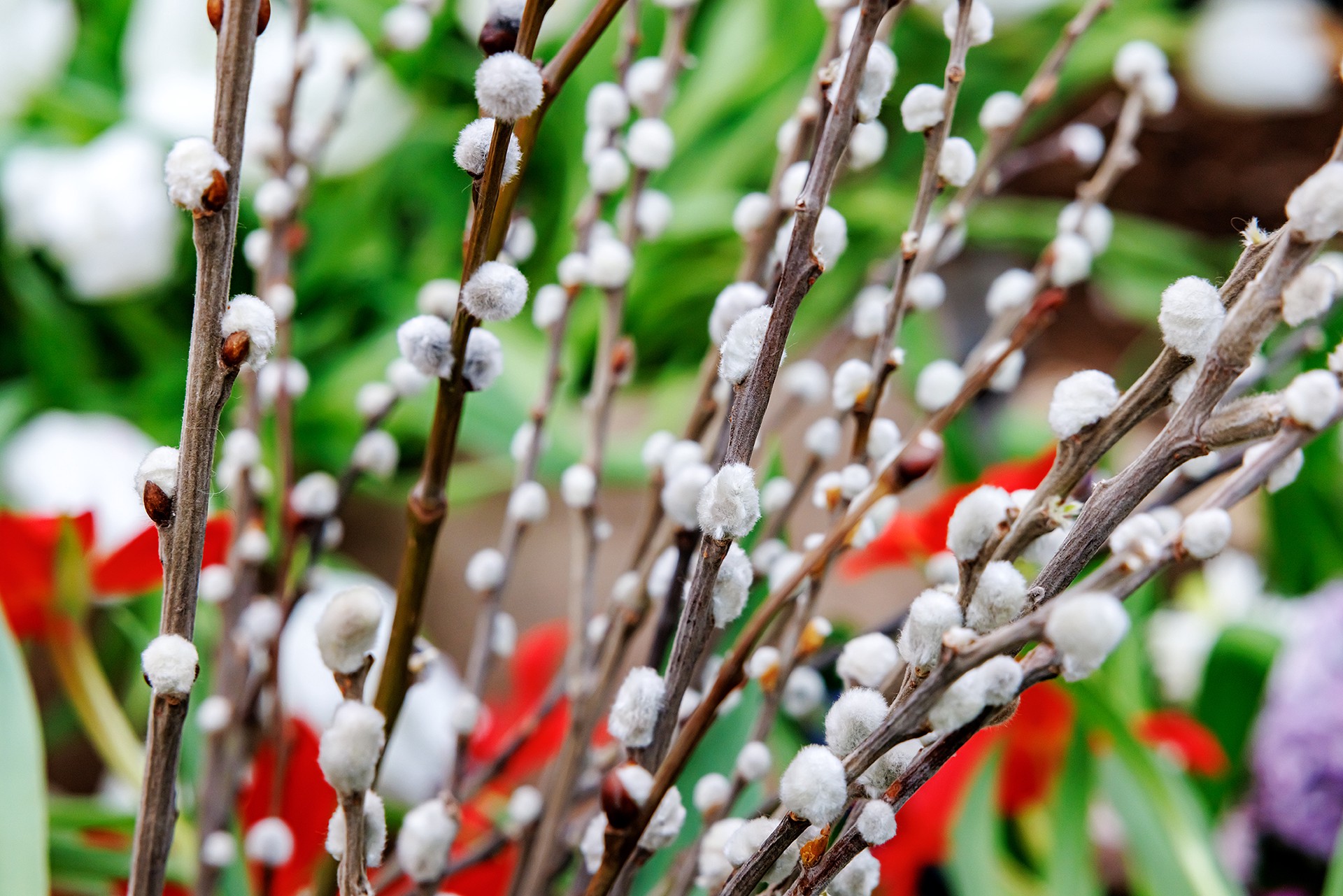 В РПЦ разоблачили популярное суеверие о вербе