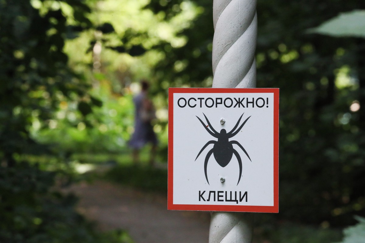 Как правильно снять с себя клеща и что делать после его укуса